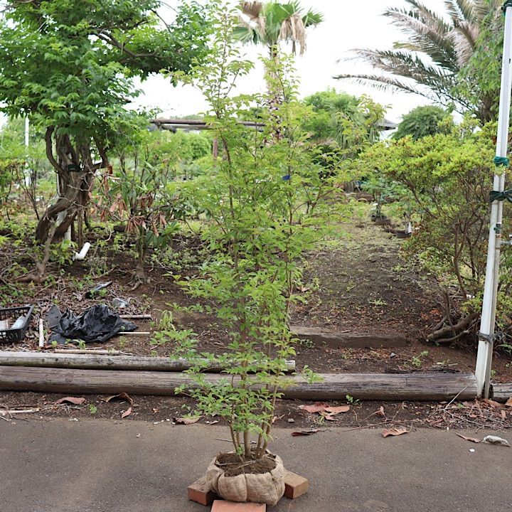 株立ち】ヒメシャラ - メルカリ