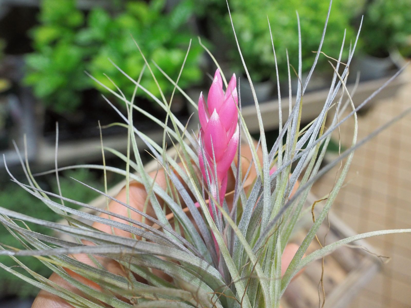 チランジア ロイテリ② (メルカリ便にてお届けします) チランジア ロイテリ② (メルカリ便にてお届けします)