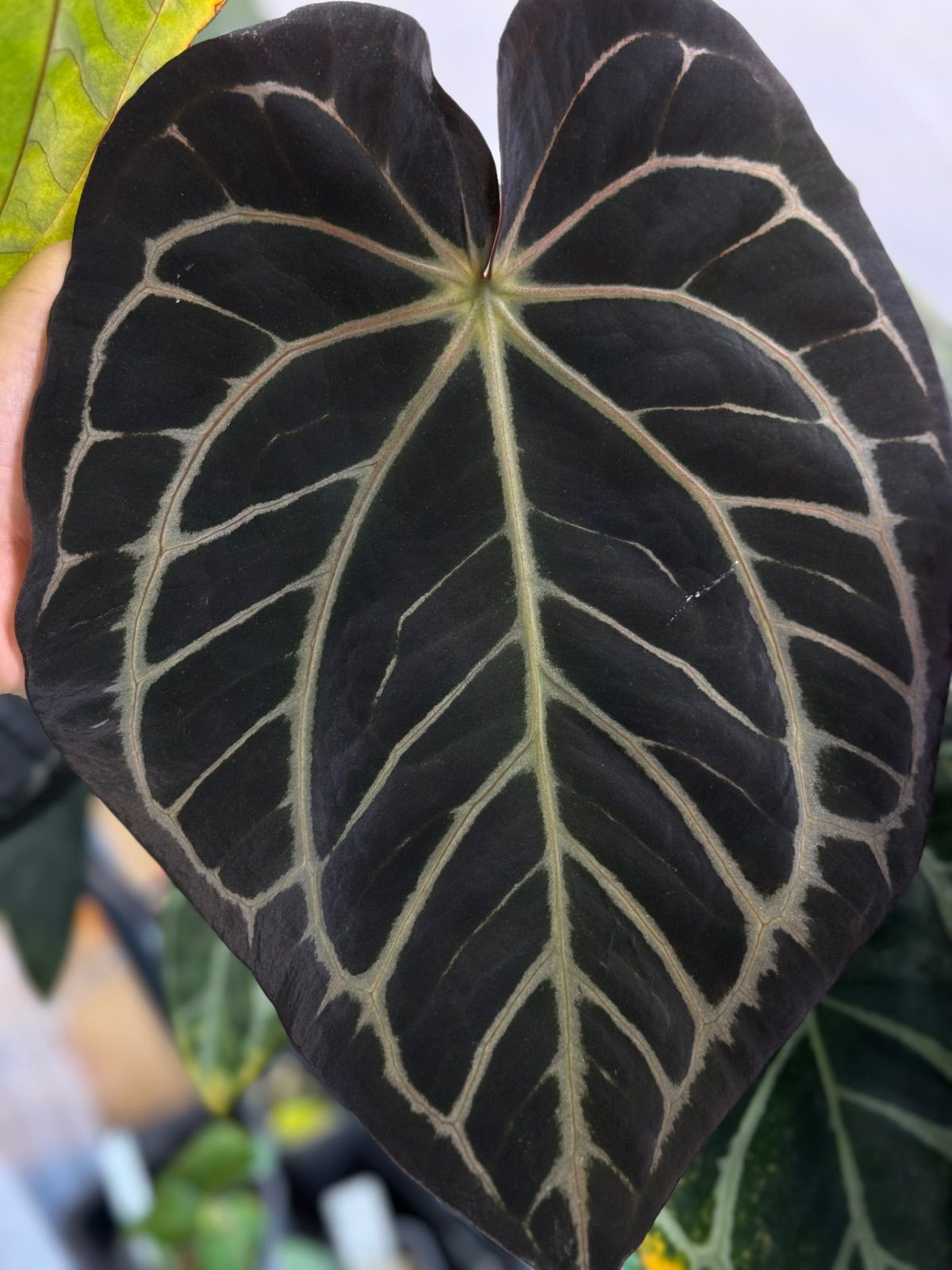 アンスリウム カーラブラッキー Anthurium Carlablackiae Anthurium