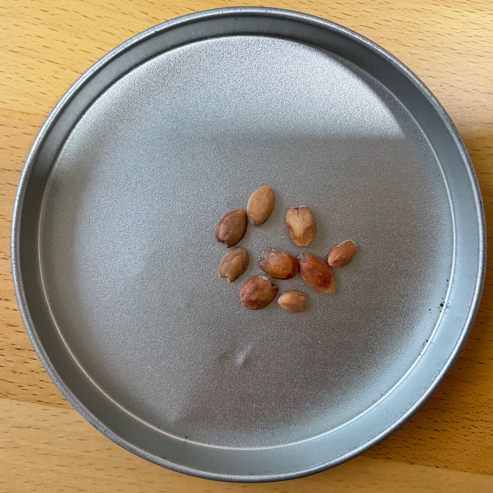 ユーフォルビア ハドラマウチカ 種子5粒 ユーフォルビア