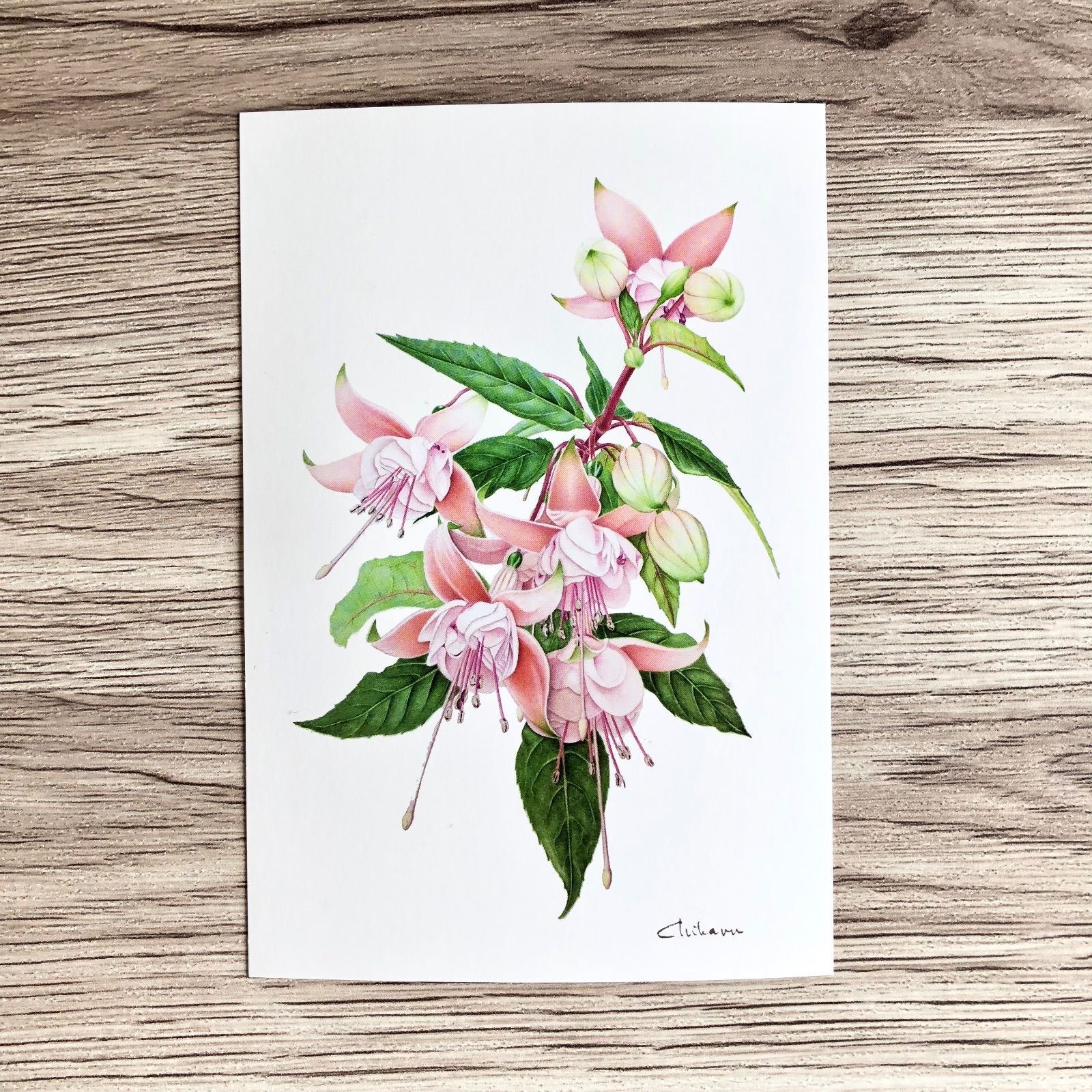 イギリス アンティーク ボタニカルアート / 植物画 MOSS ALLIES