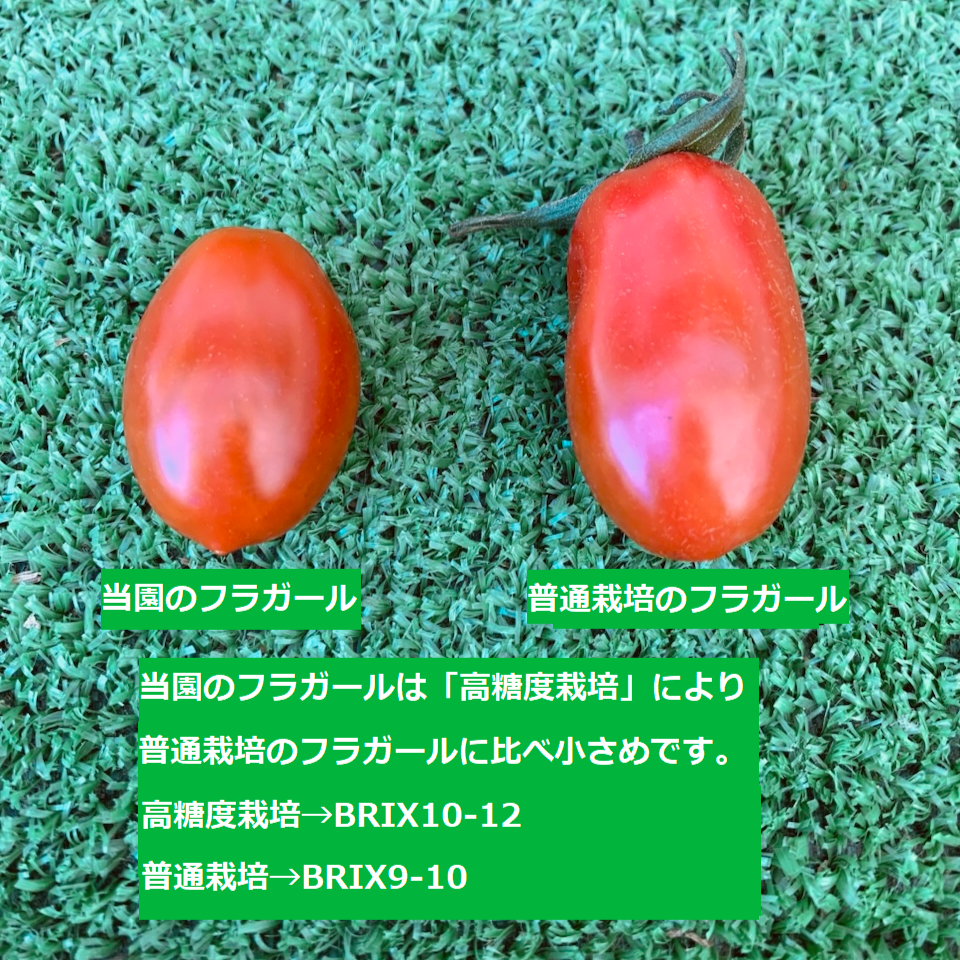 フルティカとフラガールのデュエット！農家👩‍🌾直送！フルーツトマト！宅急便コンパクト！