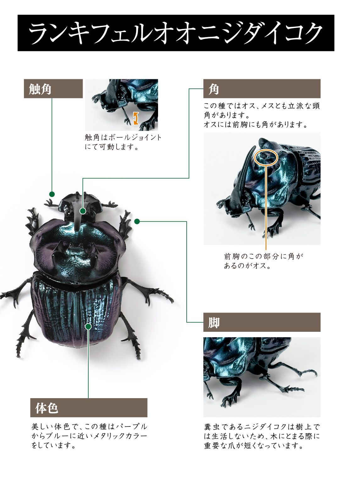 BANDAI - 【レア有り7種コンプセット】かぶとむし01 いきもの大図鑑 Amazon | バンダイ(BANDAI) いきもの大図鑑 かぶとむし [全7種