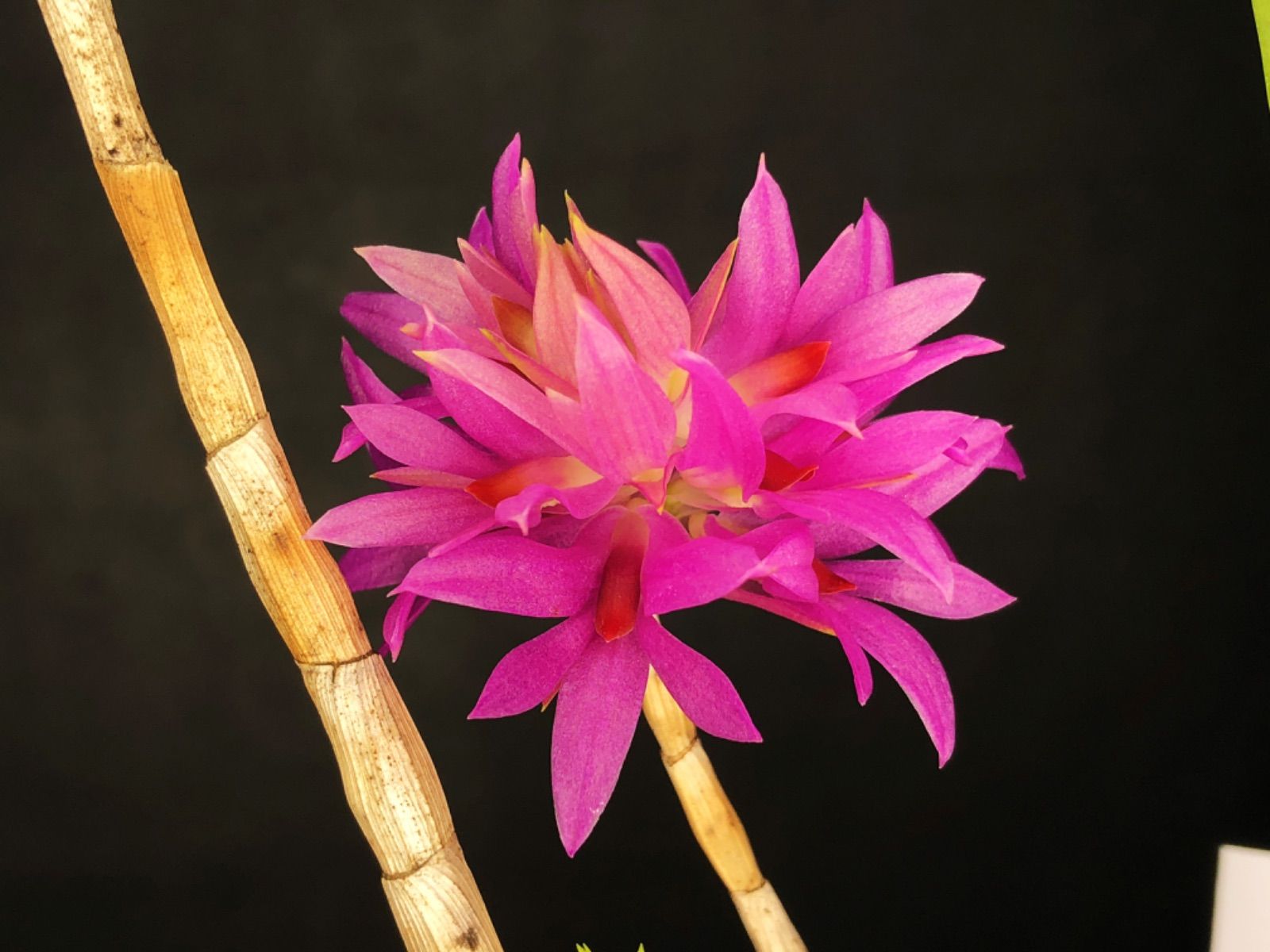☆洋蘭☆原種☆デンドロビューム☆Den. bracteosum☆7-7 - メルカリ