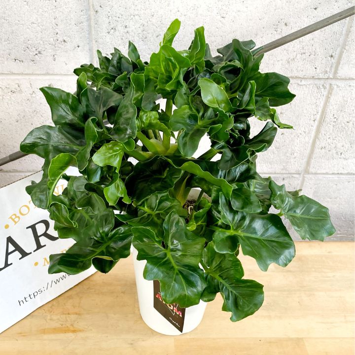 ☆フィロデン セロウム バリエガータ☆3号鉢☆希少☆ 在庫］【希少