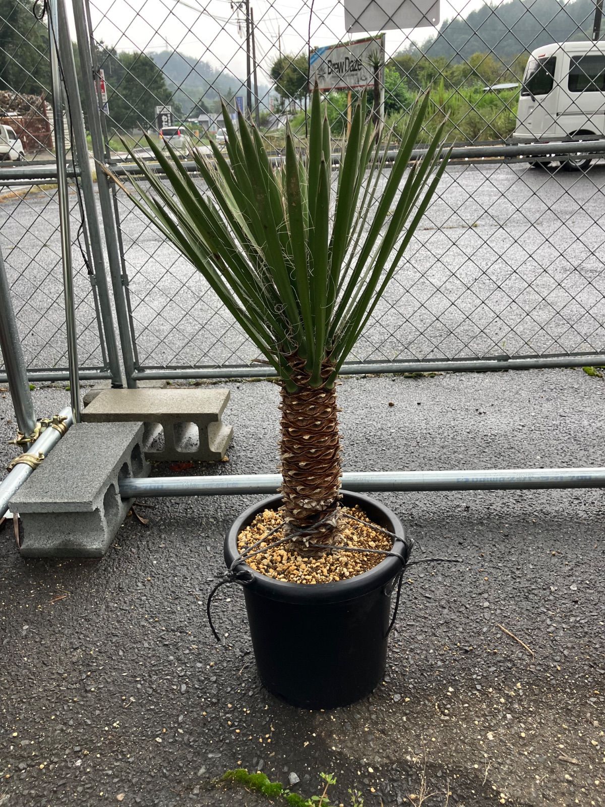 yucca filifera ユッカ フィリフェラ 国内実生株 さがの植物店