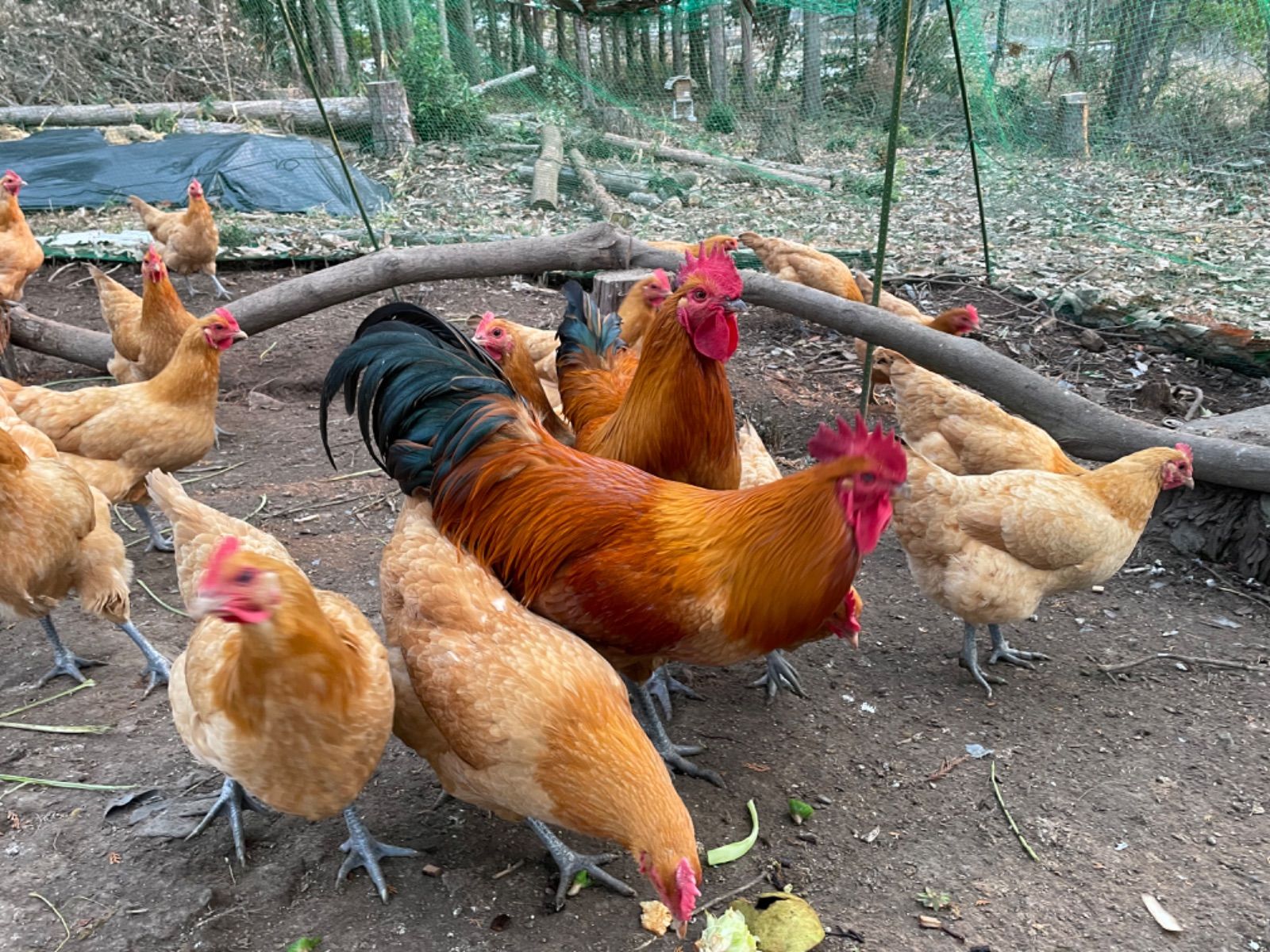 稀少な名古屋コーチンの平飼い自然卵（有精卵）10個セット