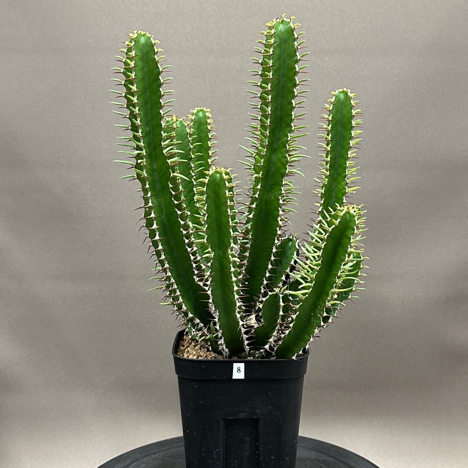 Euphorbia mlanjeana ユーフォルビア ムランジーナ 実生株 no.479-8