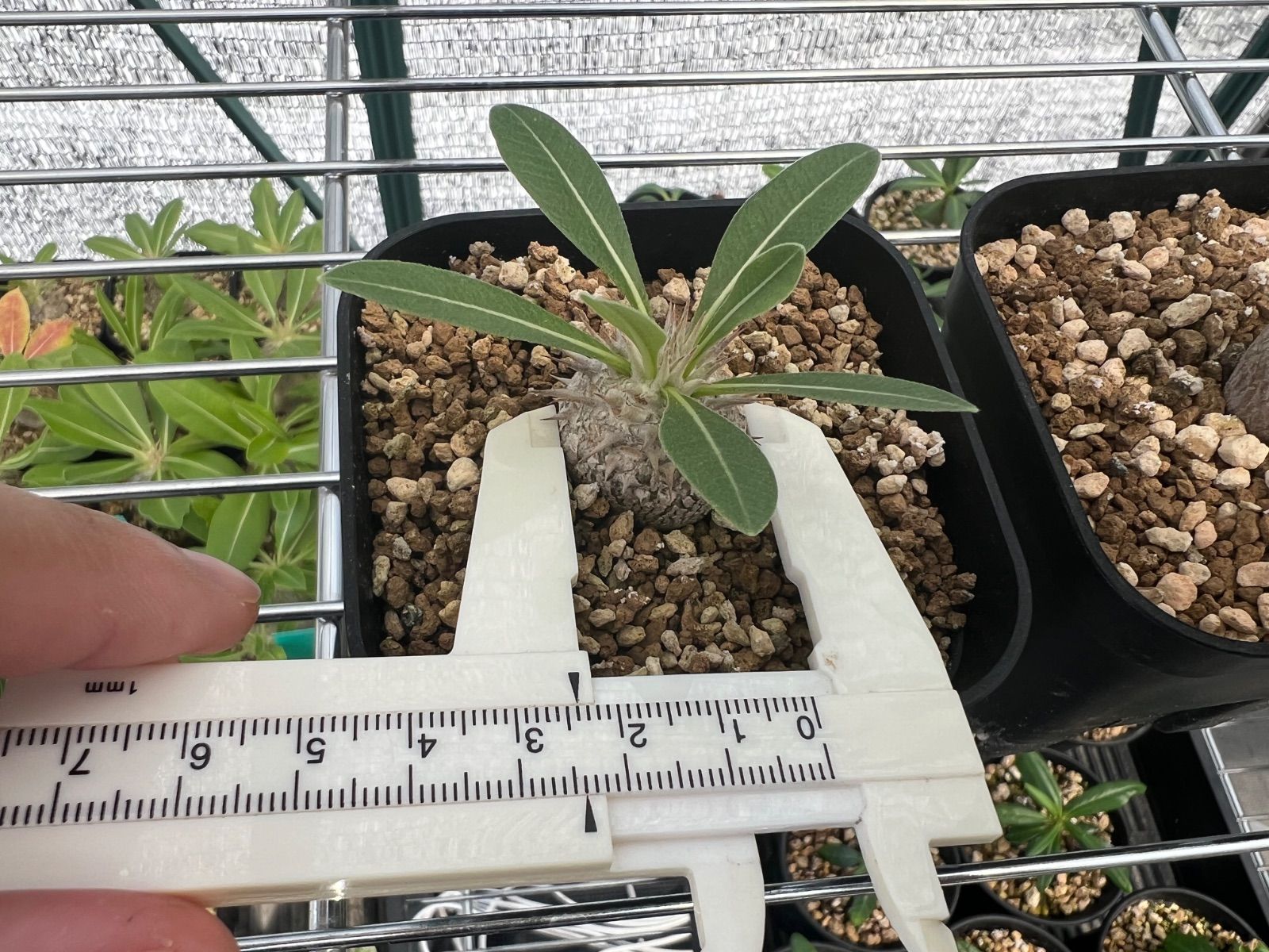 グラキリス 実生 コレクション 厳選 選抜 とっくり型 特選