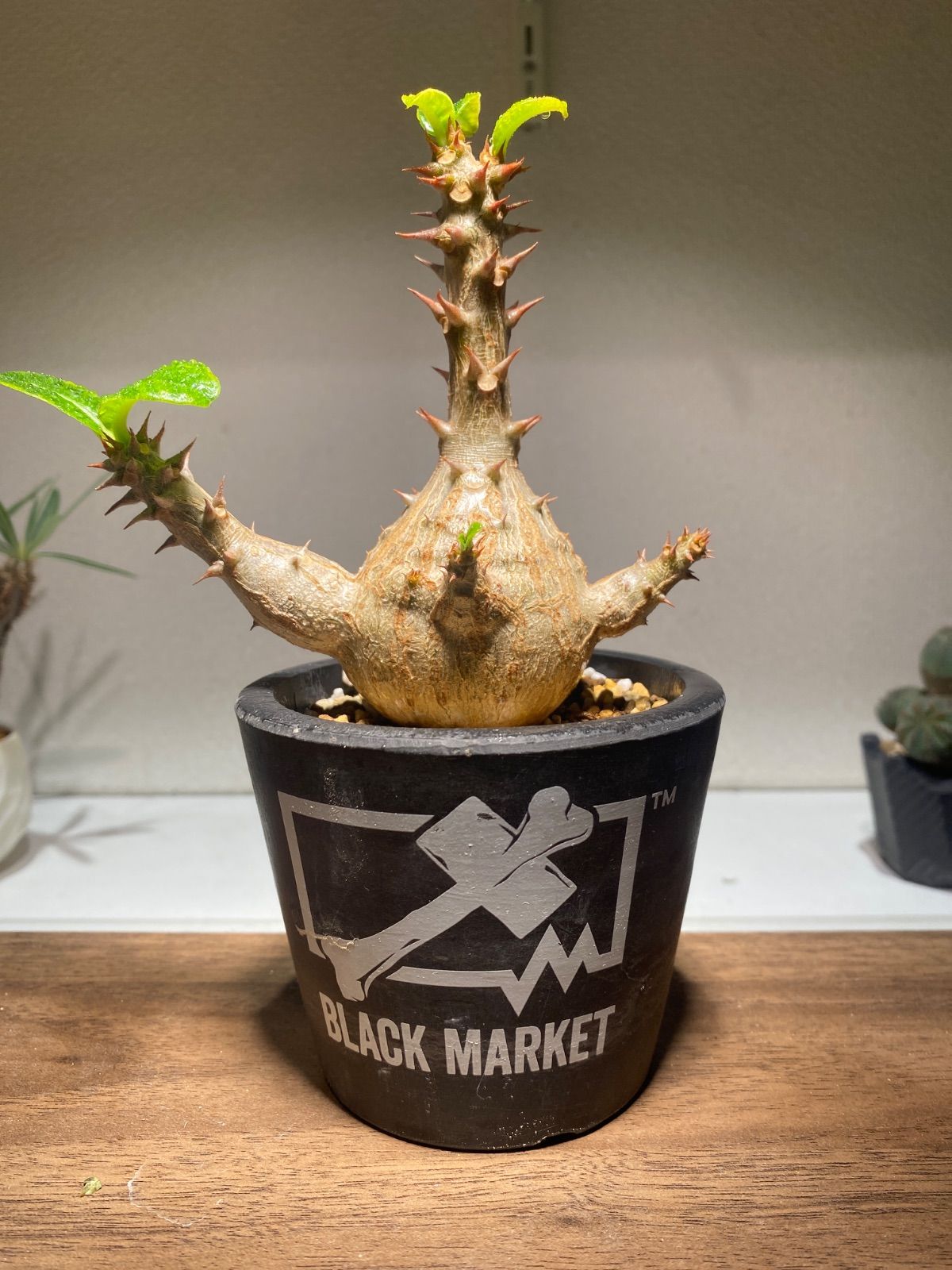 国内実生株 パキポディウム ウィンゾリー④ 国内実生株 パキポディウム