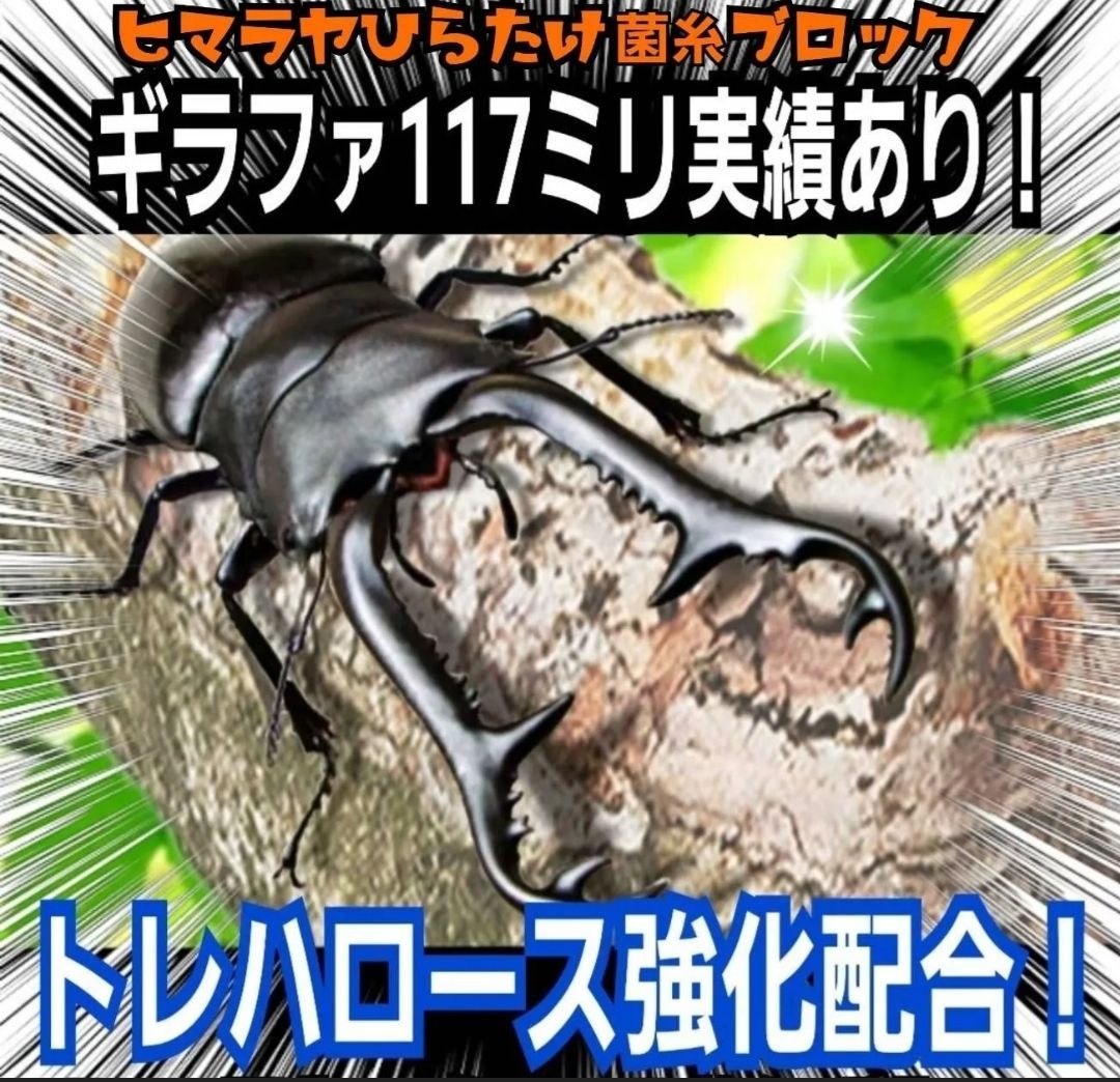 極上！ヒマラヤひらたけ菌糸瓶 特大1500ml 【5本セット】トレハロース