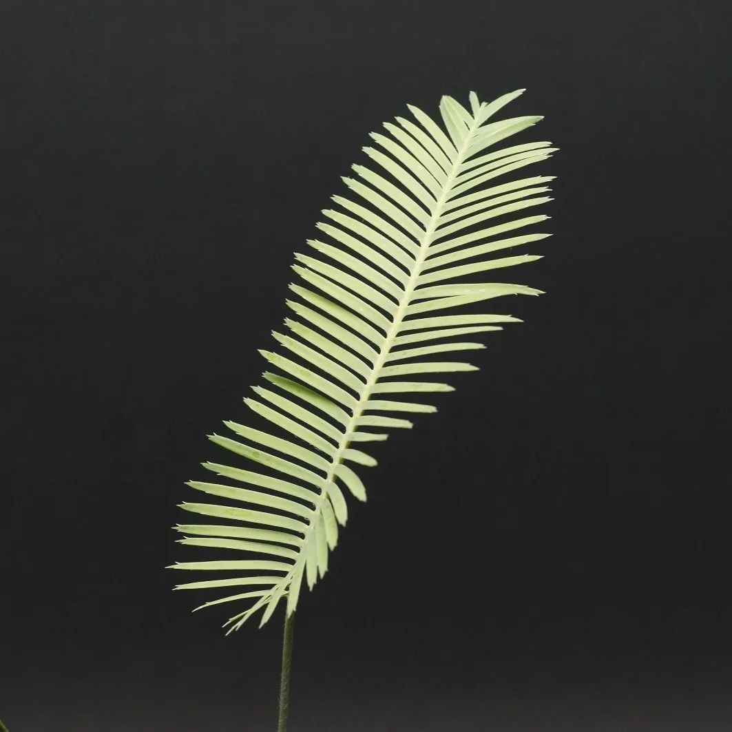 Dioon edule