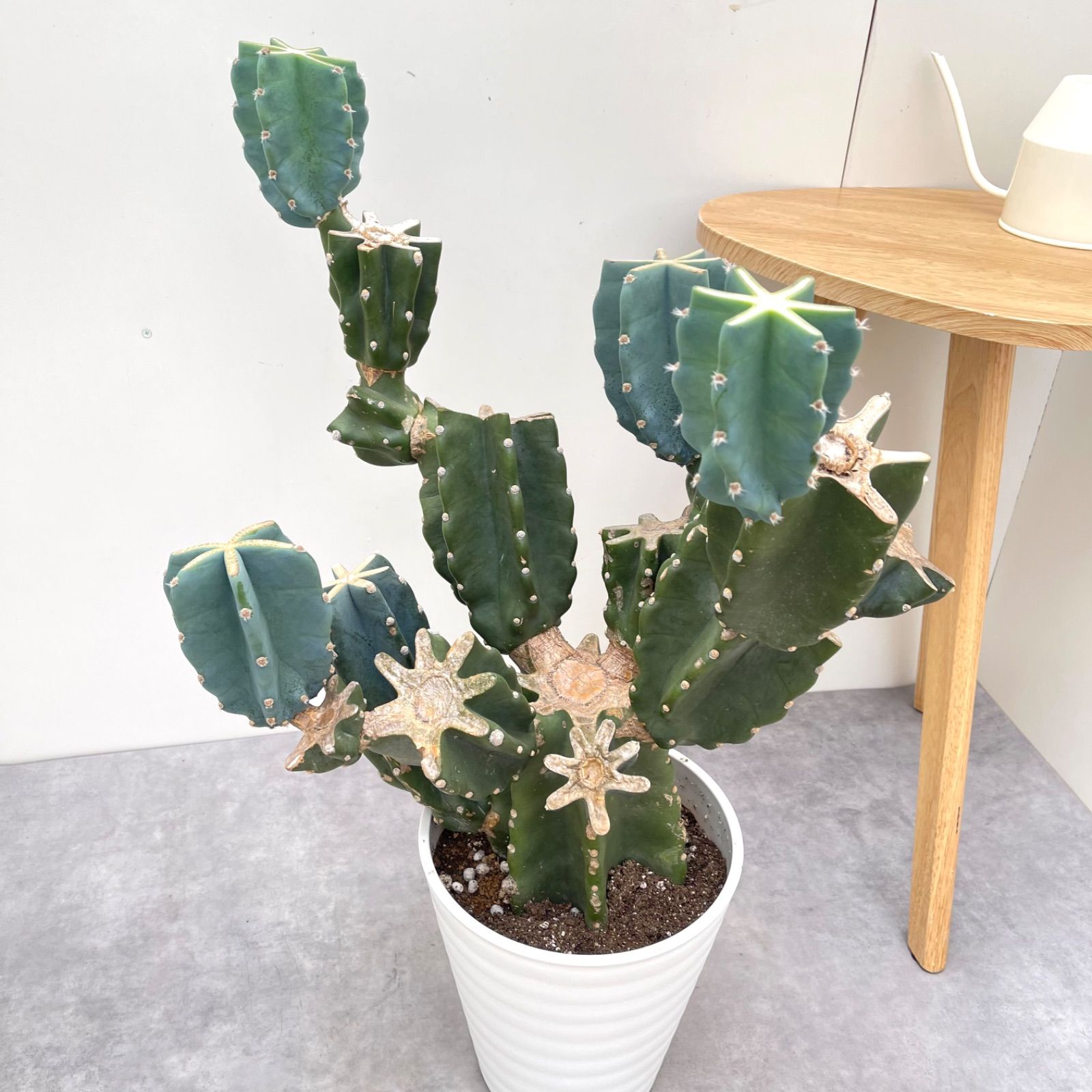 売約済 柱サボテン ブランチ 16 現品 観葉植物 室内 ドライガーデン 大型