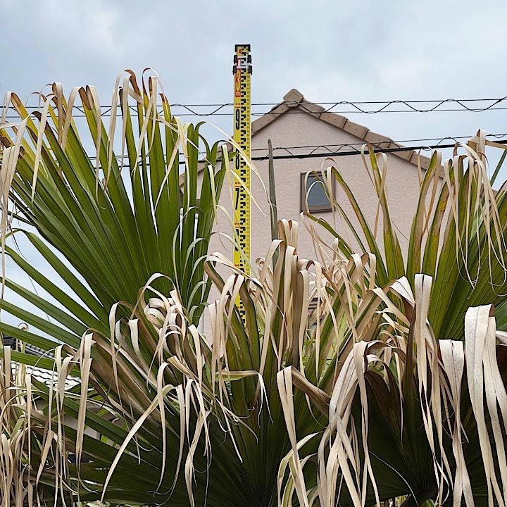 専用ビロウヤシ ビロウ ヤシの木