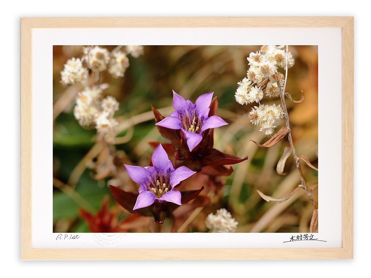 油絵 絵画 【白樺の紅葉】 作品名】：油絵【白樺の紅葉】 「白樺の紅葉」は、赤と黄の美しい紅葉