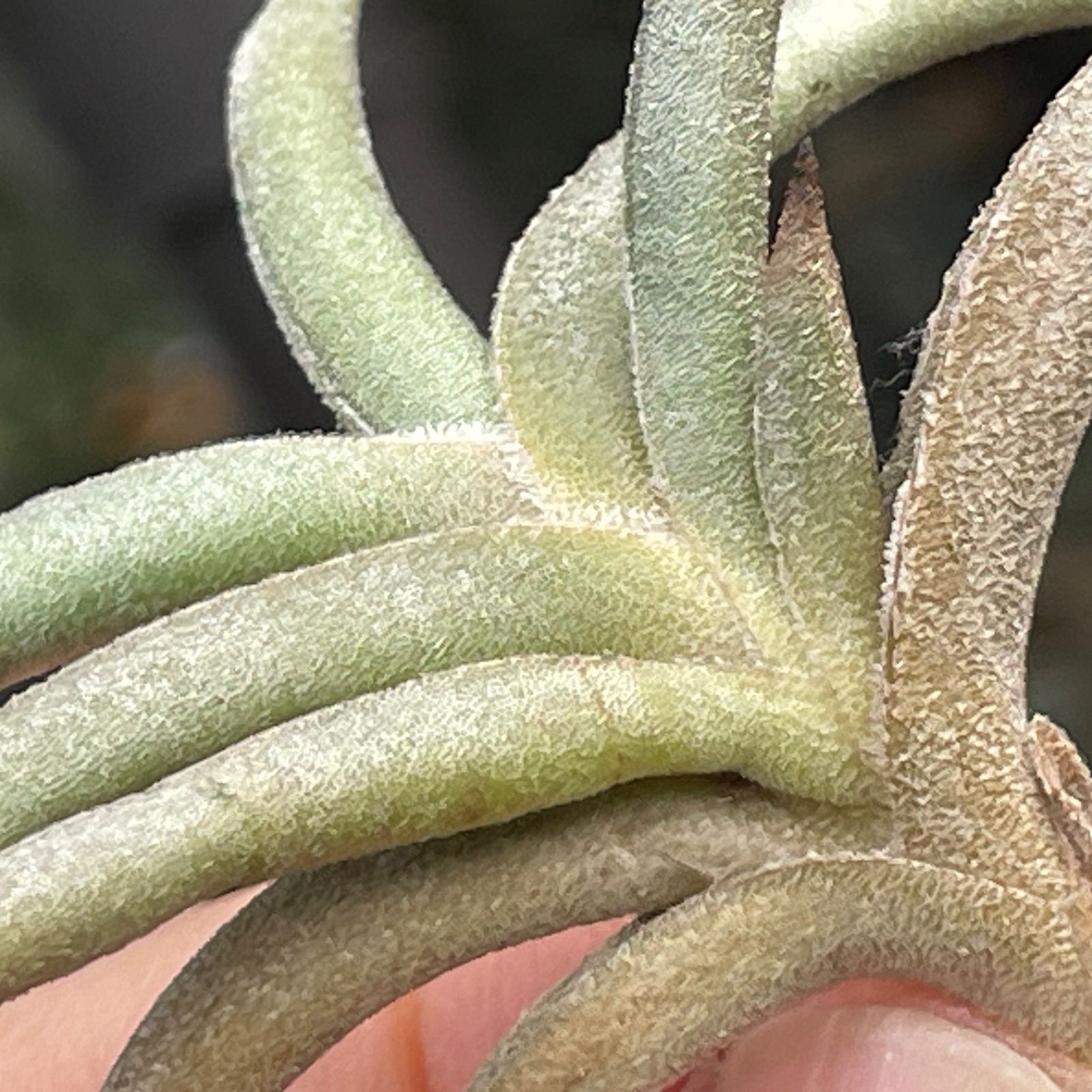 Tillandsia チランジア ギリエシー③ チランジア ギリエシー Tillandsia gilliesii 憧れのギリエシー