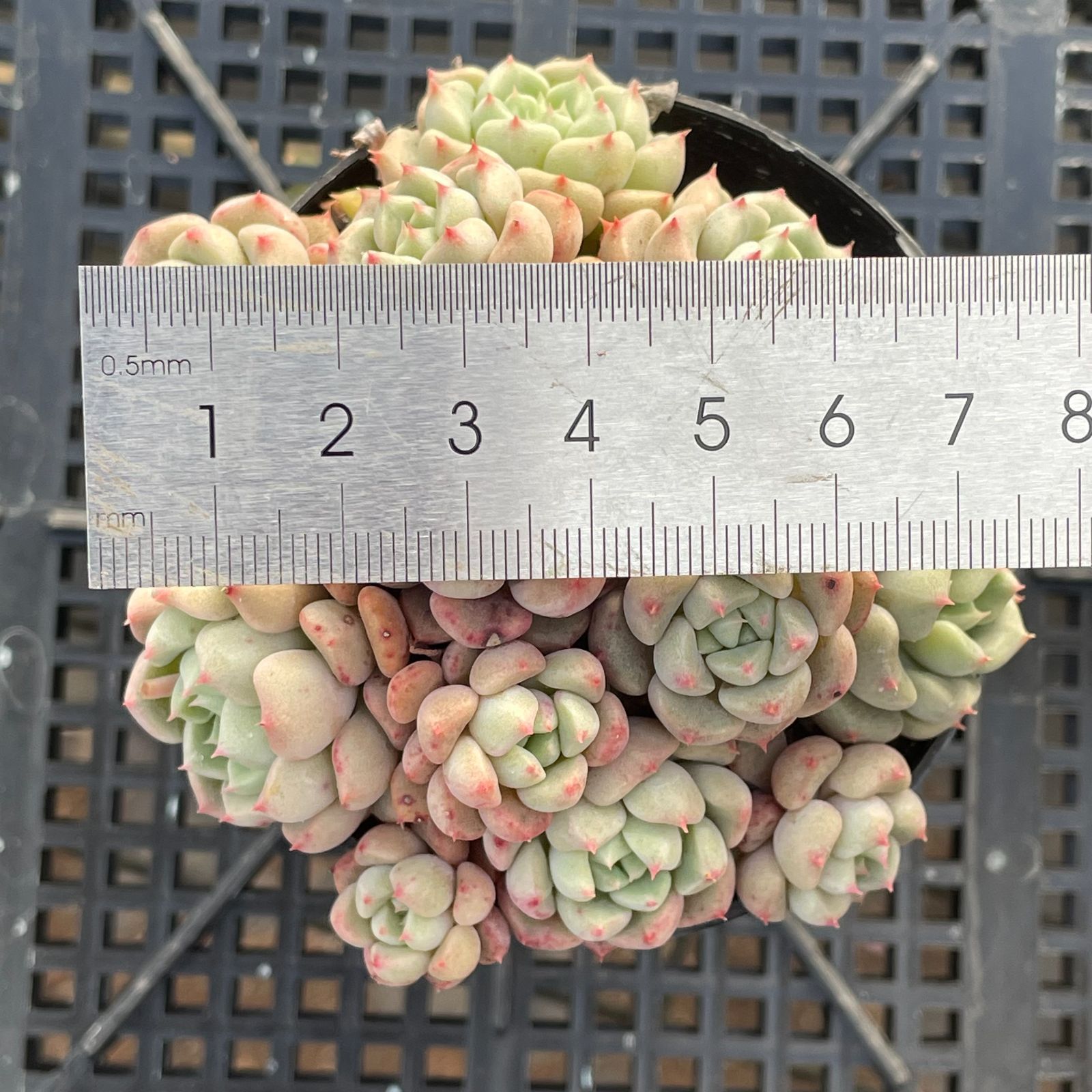 多肉植物 韓国苗 エケベリアmix苗 ゆうパック発送 1セットのみ‼️ 楽天