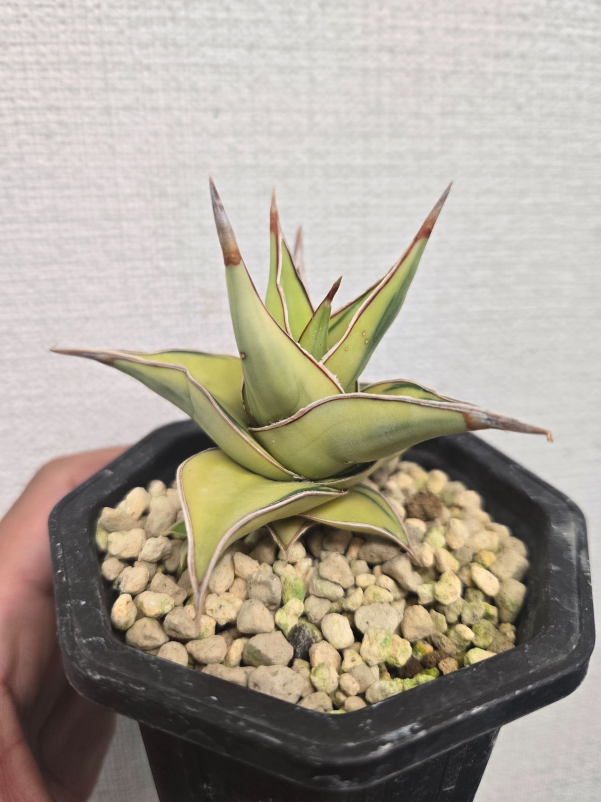 サンセベリア☆ピングイキュラ　極上！斑入り サンセベリア☆ピングイキュラ 極上！斑入り サンセベリア