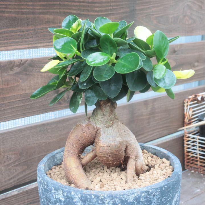 観葉植物 斑入り パンダガジュマル ドワーフ (コパンダ
