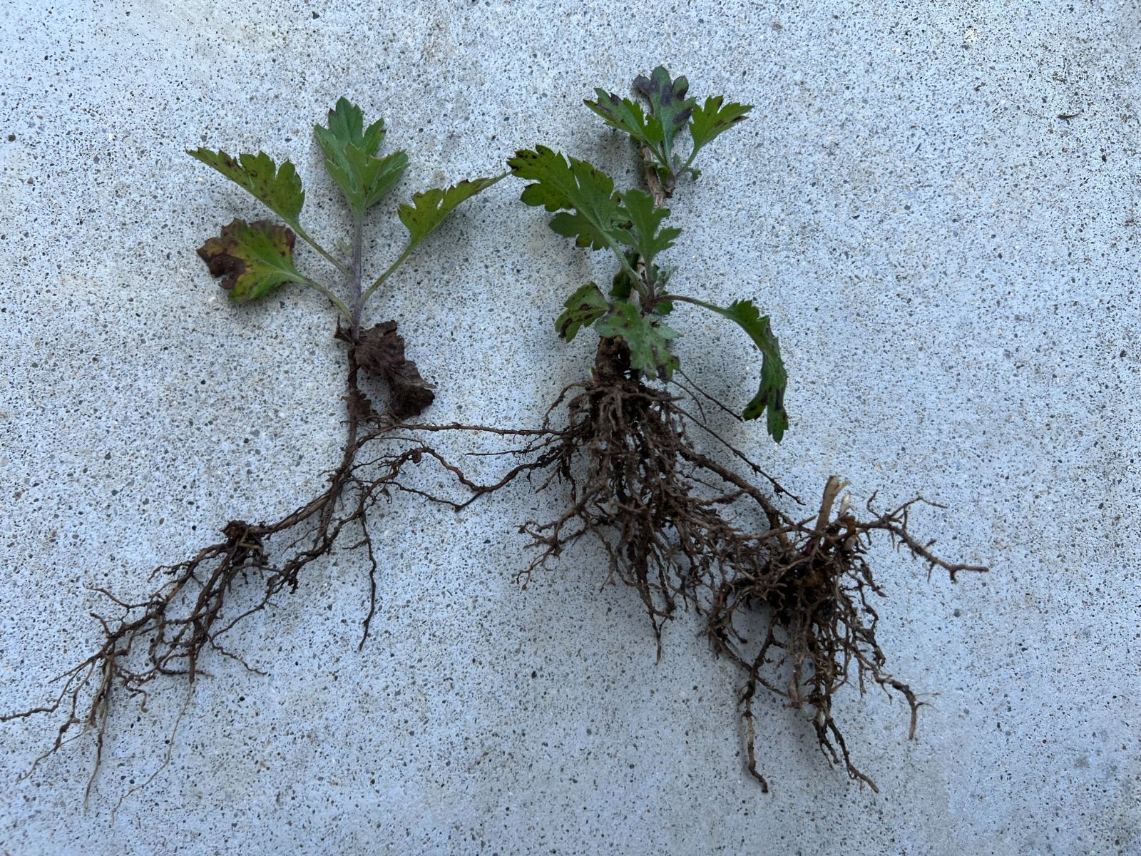 菊 ピンク 抜き苗 - メルカリ