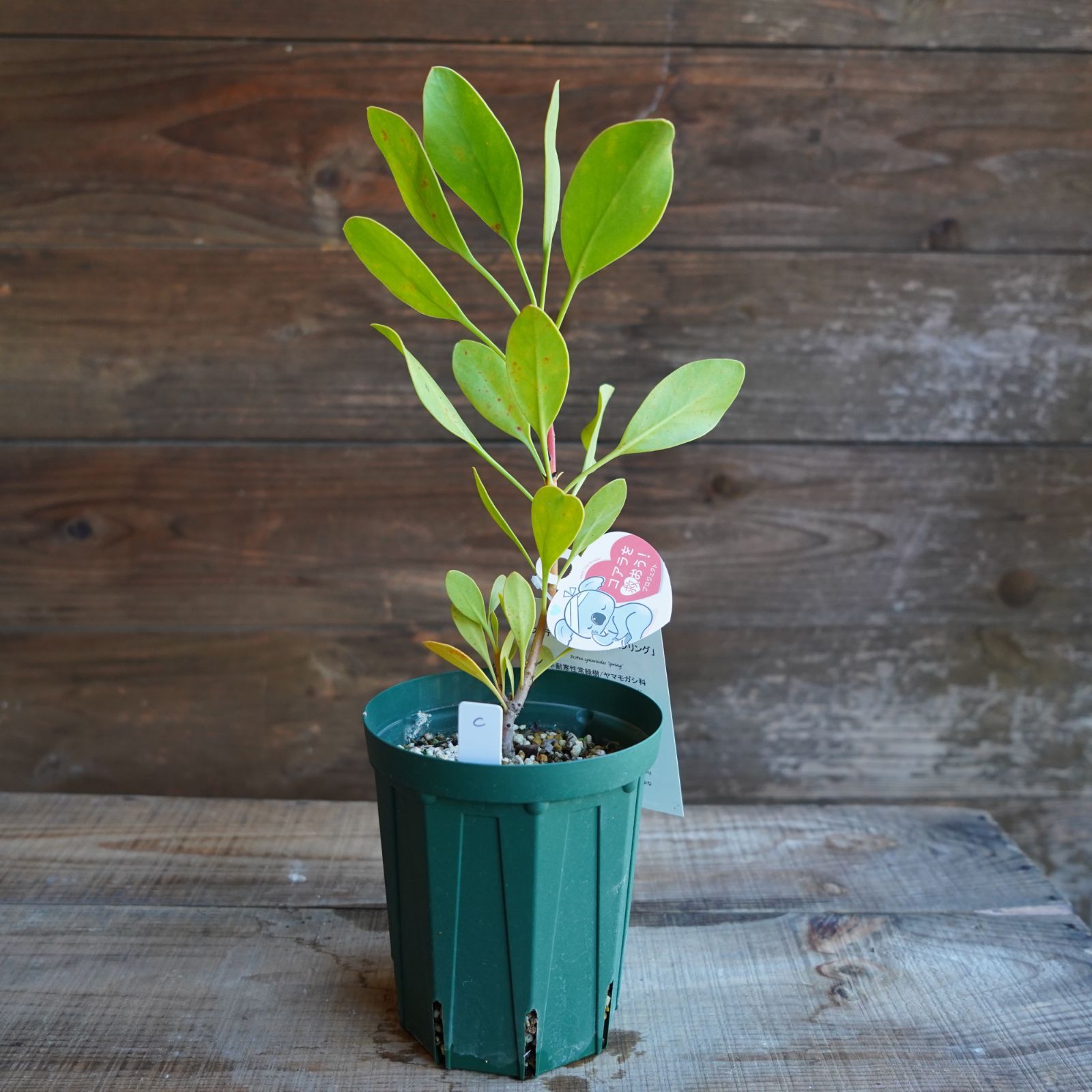 プロテア ⑤オーストラリスルビー オージープランツ 観葉植物 プロテア