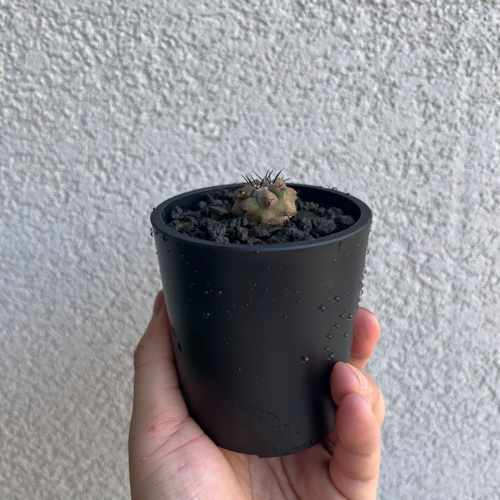 コピアポア シネ 黒王丸 ｜Copiapoa cinerea 発根株 実生株 16