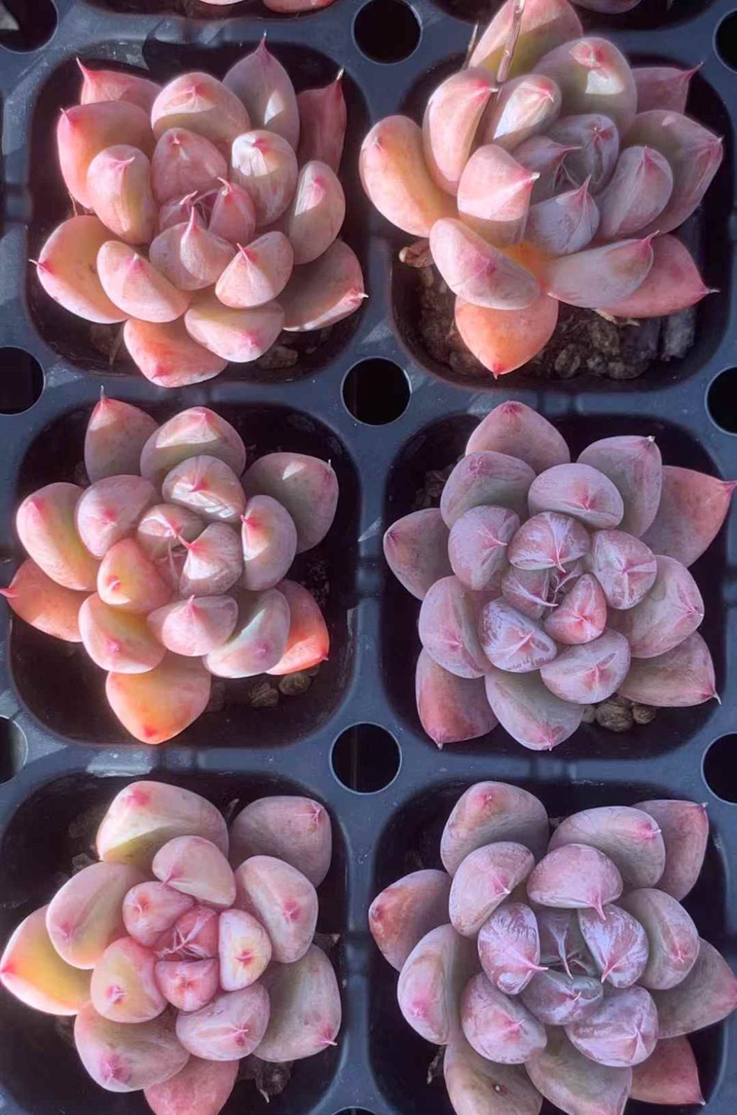 LX25×72 コンヤク 土付き 肉厚 多肉植物 アエオニウム エケベリア 韓国苗 YUZUMIYA_COM