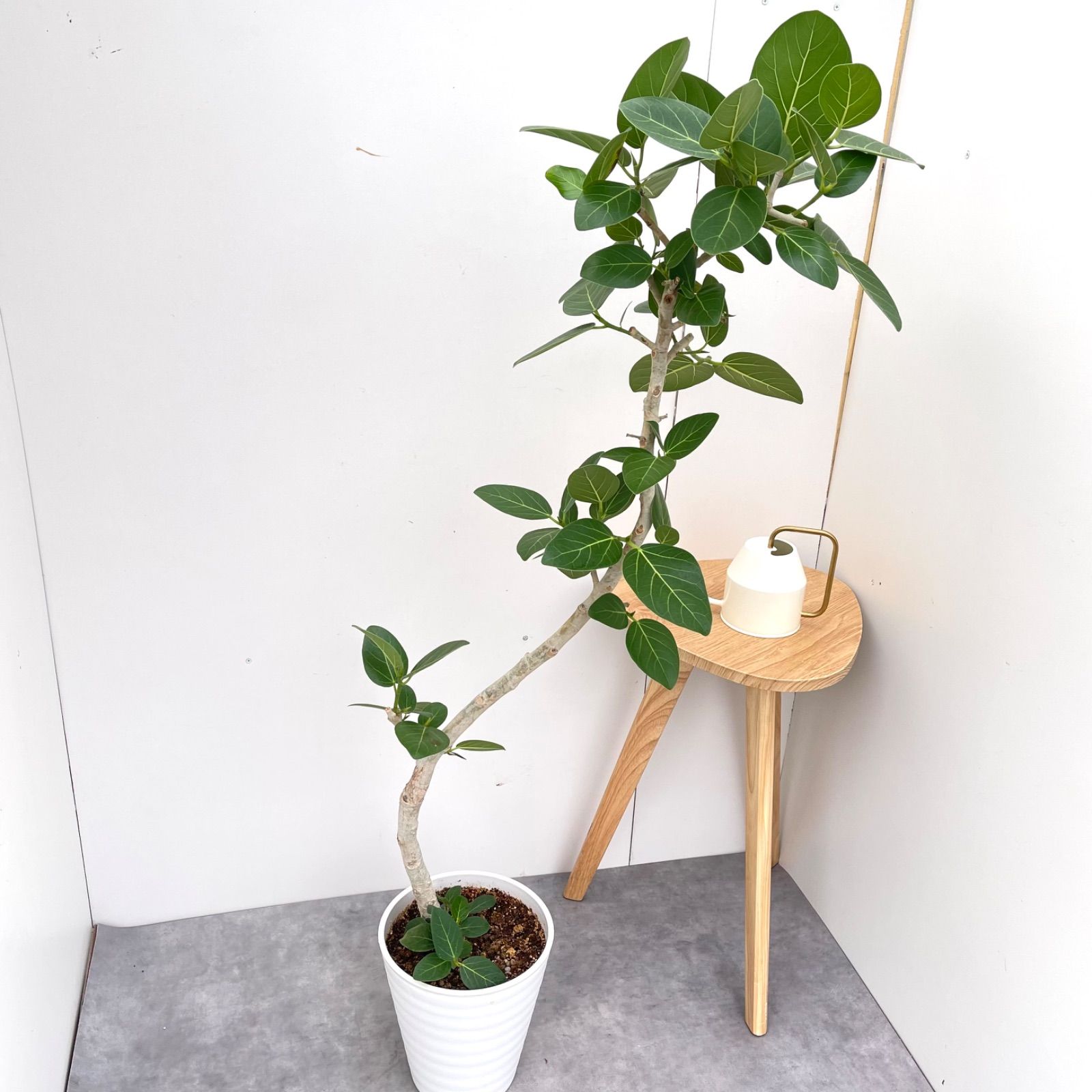フィカス ベンガレンシス 曲がり 10 現品 観葉植物 大型 室内