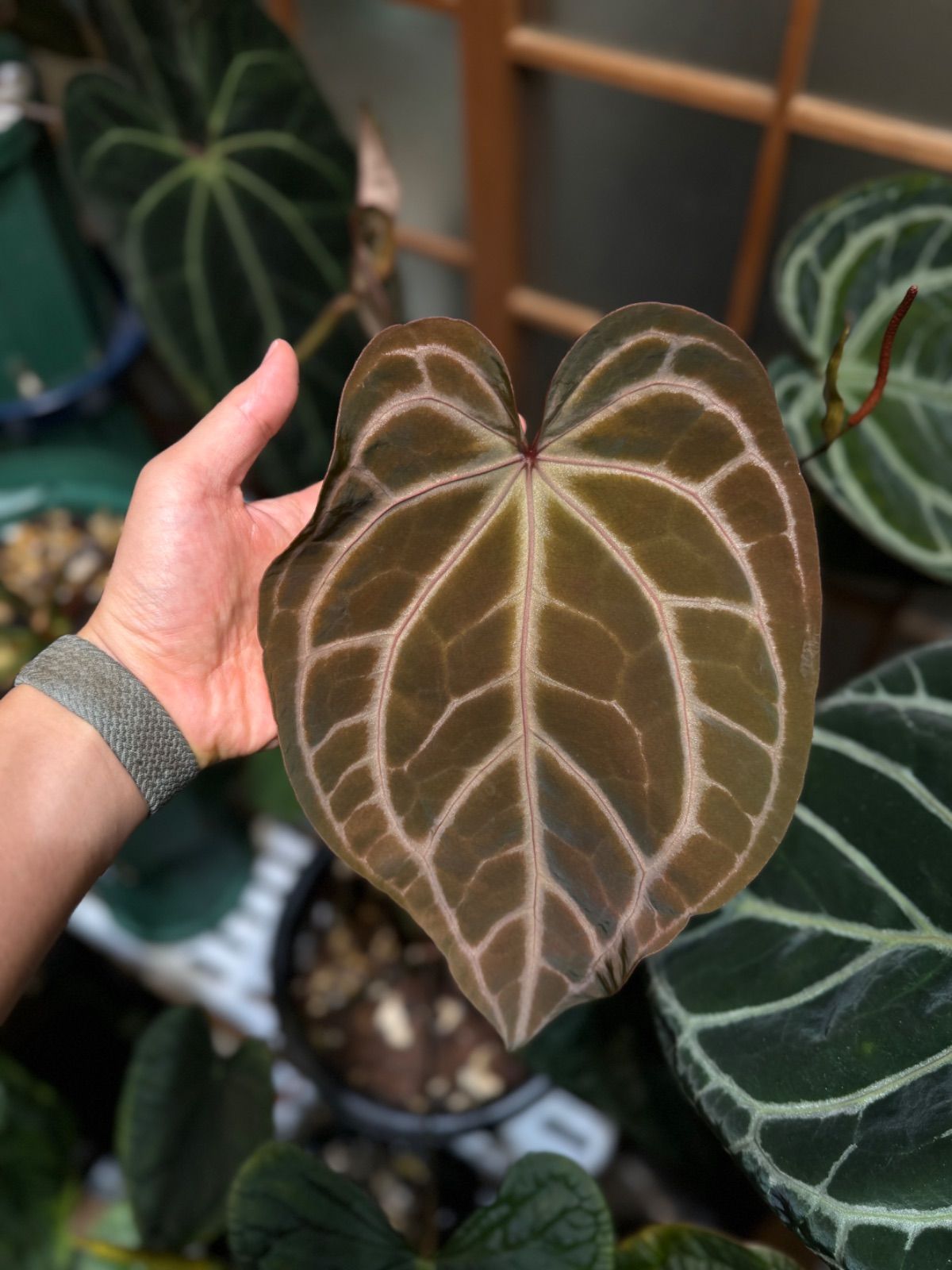アンスリウム シリ / Anthurium Sirih② 🌱Anthurium FTG Crystal (F2）🌱 ⚡️electric silver vein and