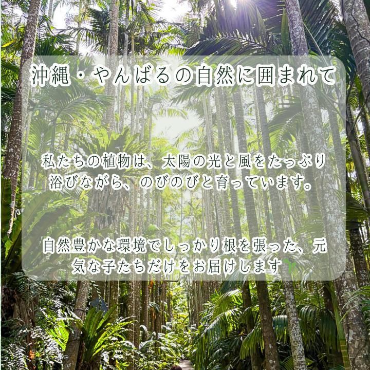 ピンク斑入りバナナ B1 無機質用土 YUZUMIYA_COM