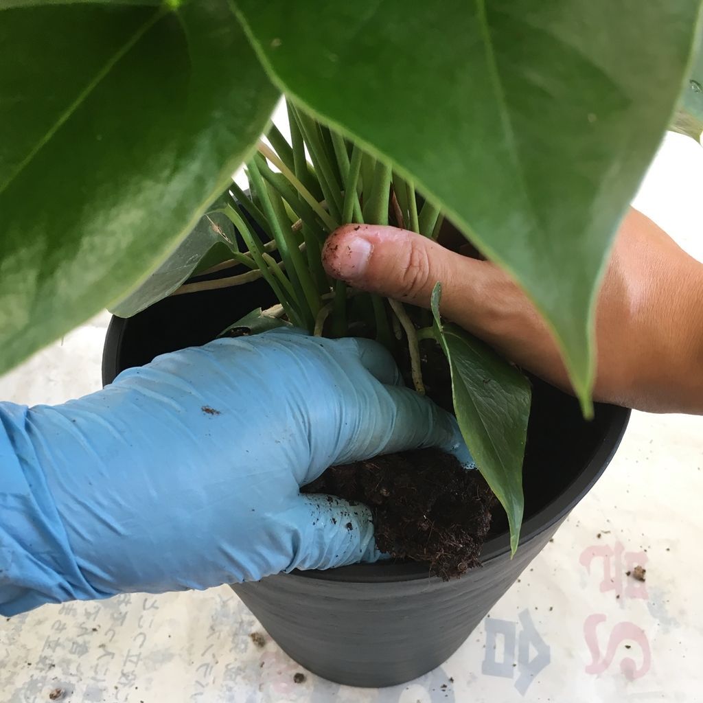 土のみ手袋付）アンスリウム 専用土 2.5L 6号鉢を7号鉢に植え替えたい