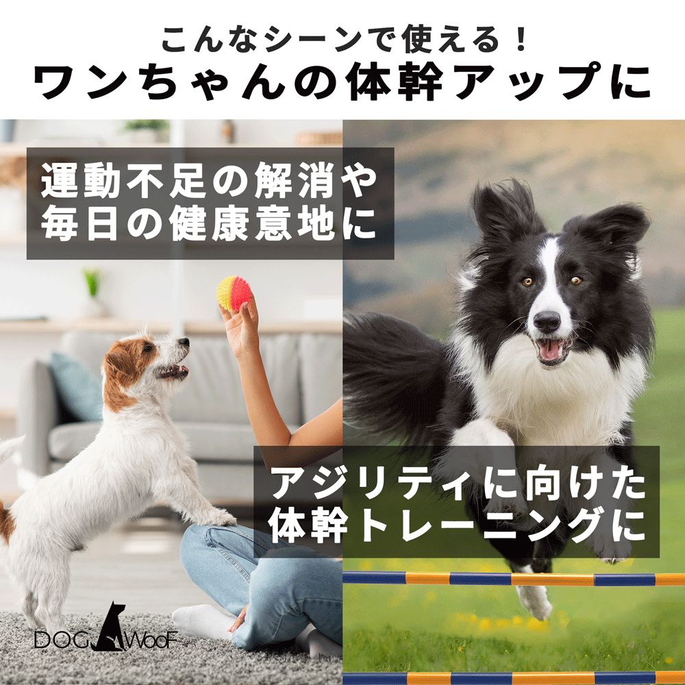 小中大型犬
