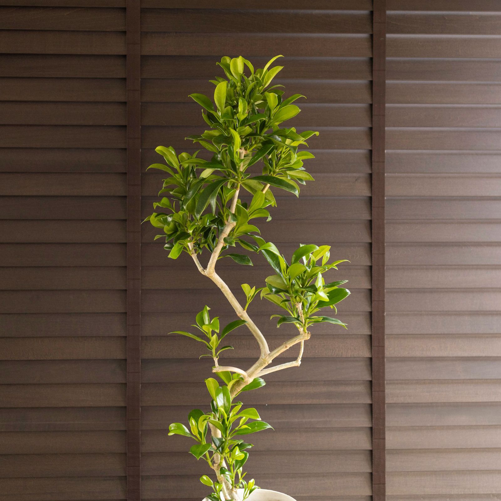 現品］98番 フィカス アルテシマ 曲がり 8号 観葉植物 室内 大型 ゴム