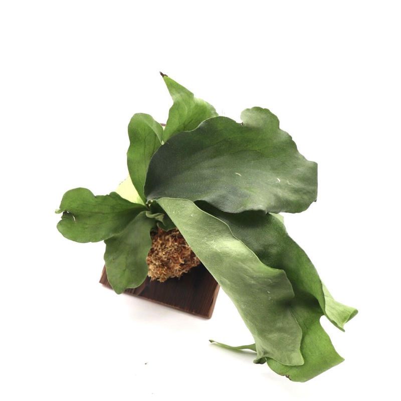 P. hillii 'Dragon' spore grown ヒリー【vandaka】ビカクシダ ドラゴン