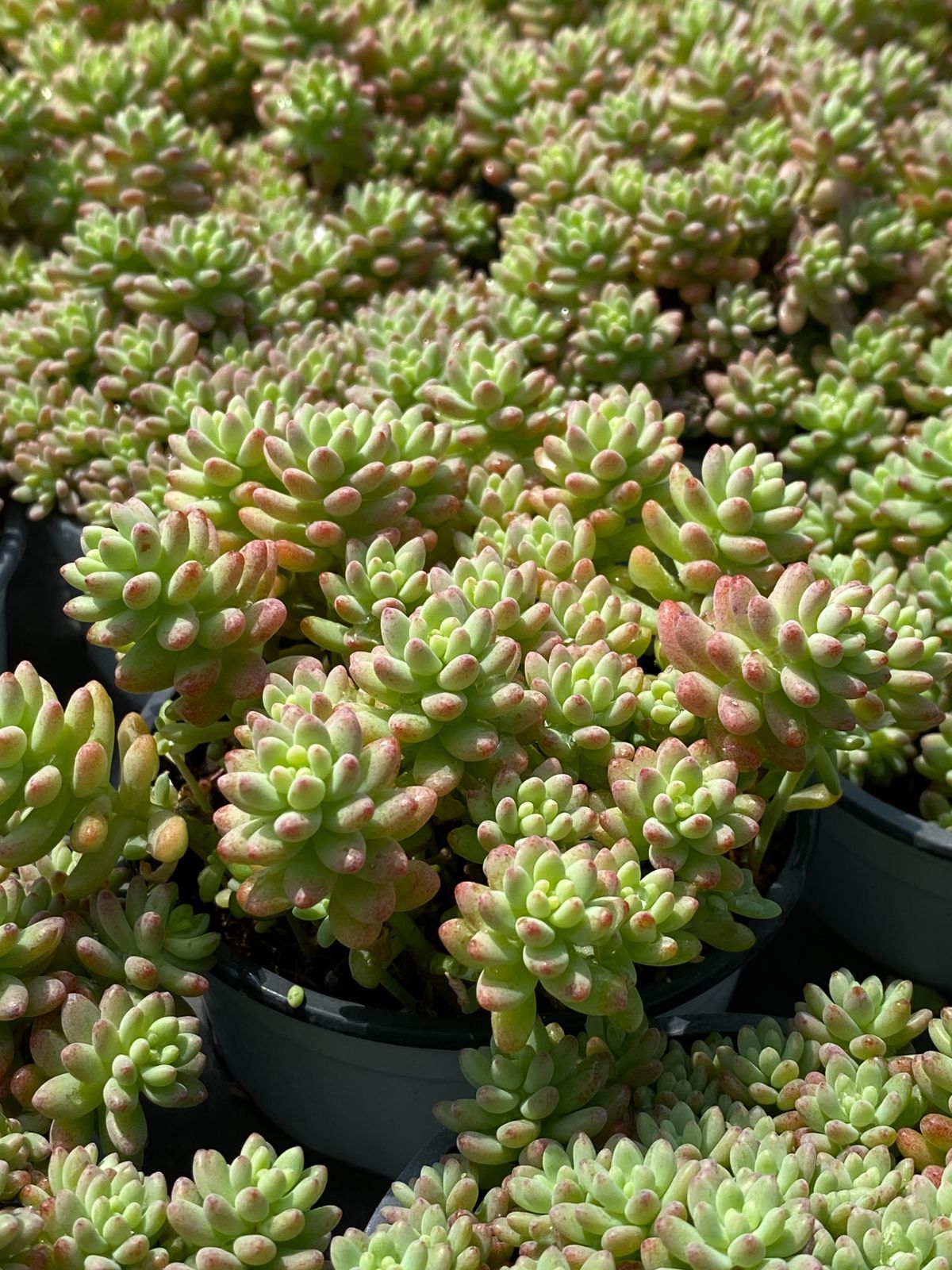 24鉢の土鉢付きセット 花団錦
