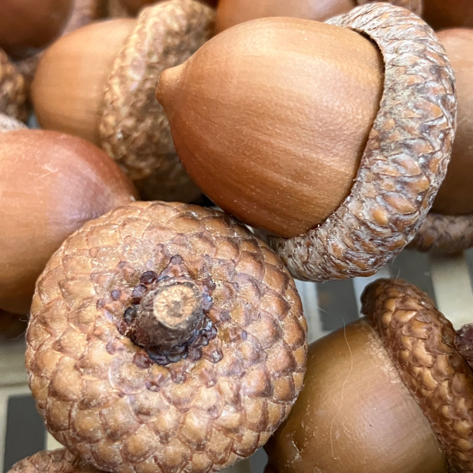 北海道産 レッドオークの実 まんまるどんぐり 大サイズ 大量18個