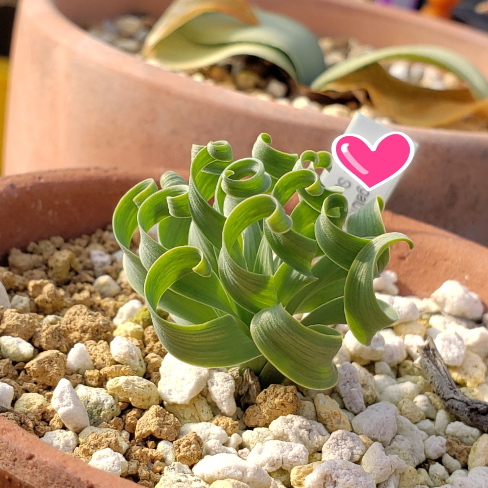 蒔き時です！ 種子 １０粒 くるくる植物 アルブカ コンコルディアナ ケープバルブ 多肉植物 実生用