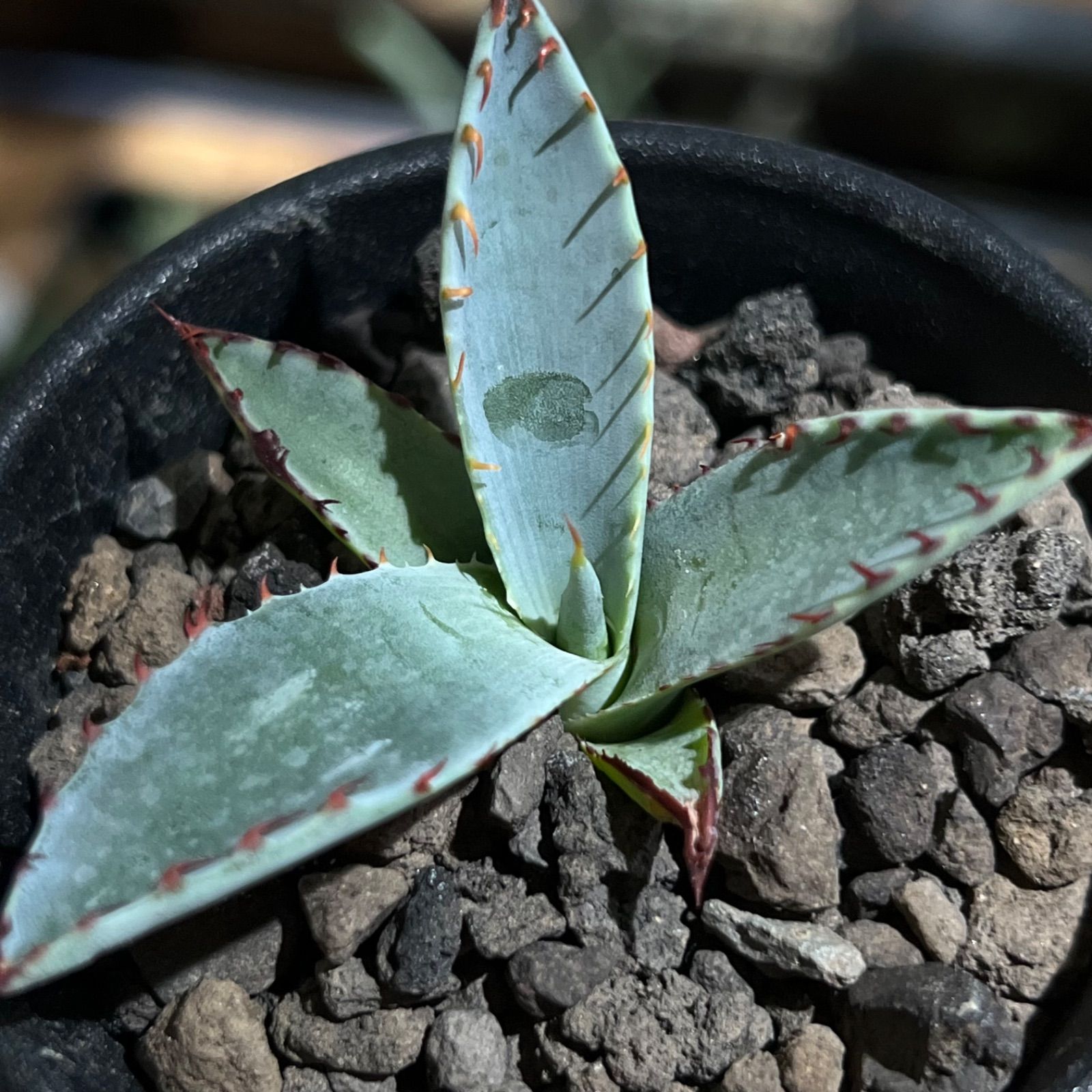 アガベ 屈原の舞扇 7株 抜き苗 屈原の舞扇 抜き苗 アガベ 屈原の