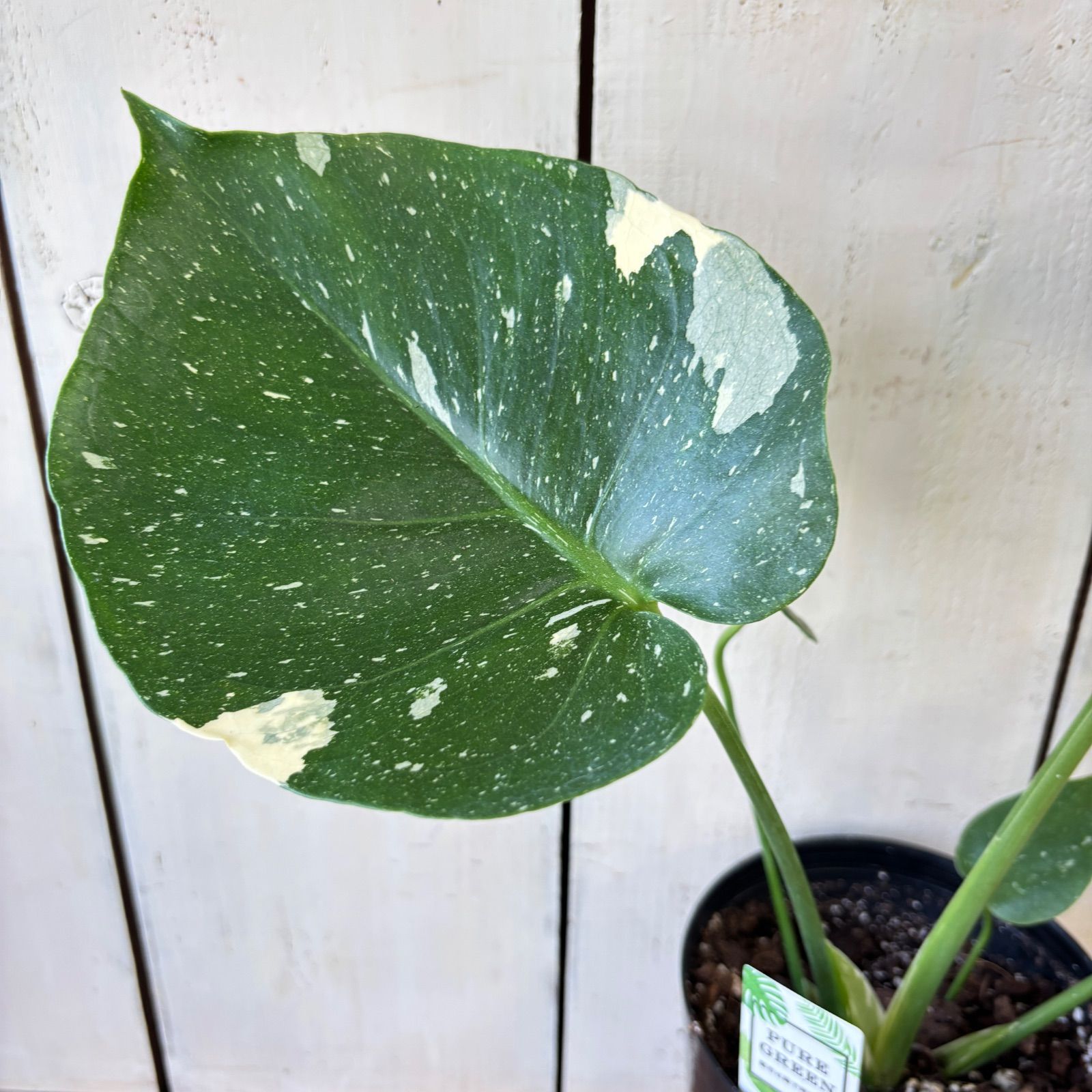 モンステラ斑入り タイコンステレーション 大株7号鉢植え モンステラ