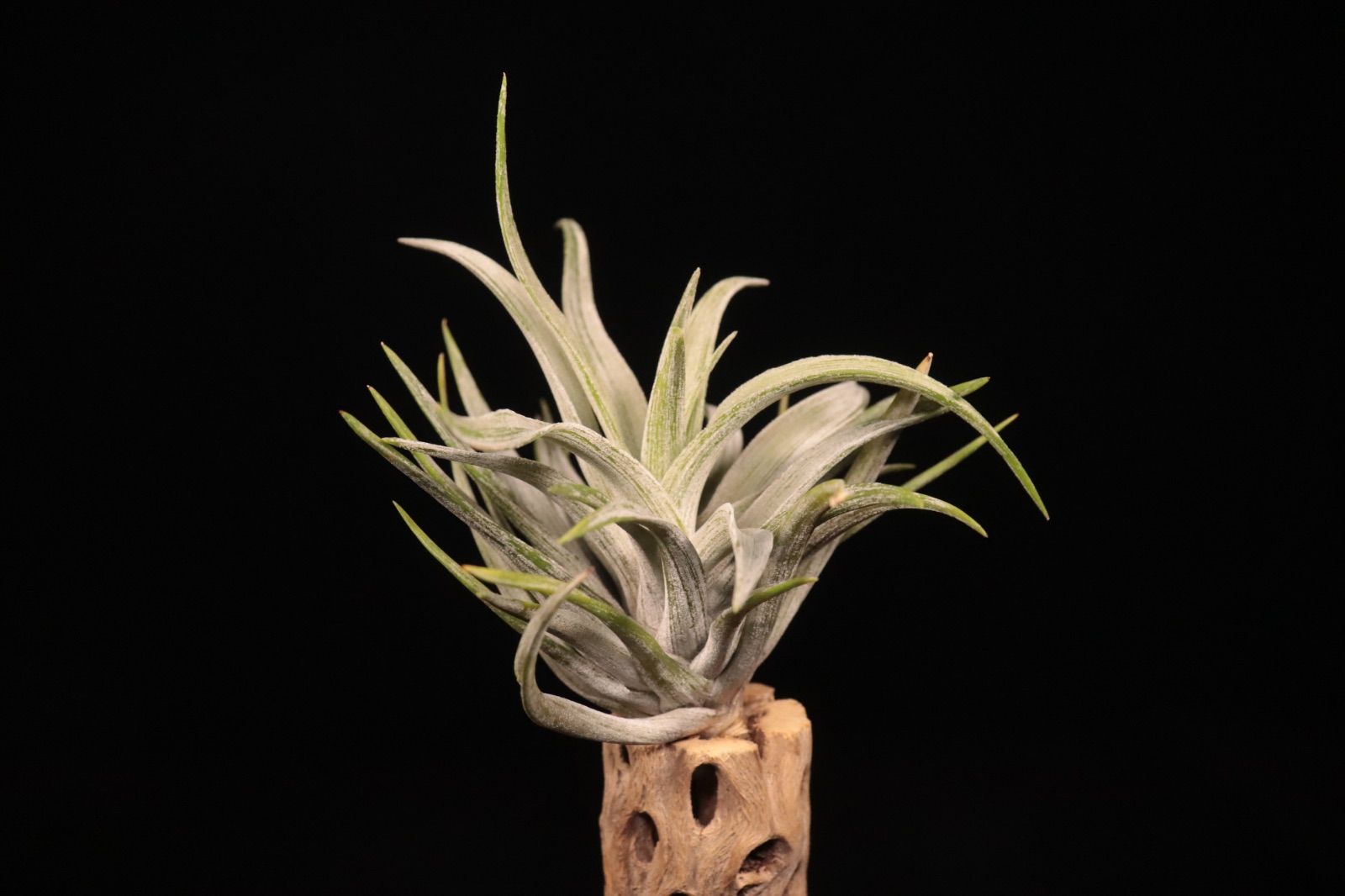 Variegated〔エアプランツ〕現品発送T5325