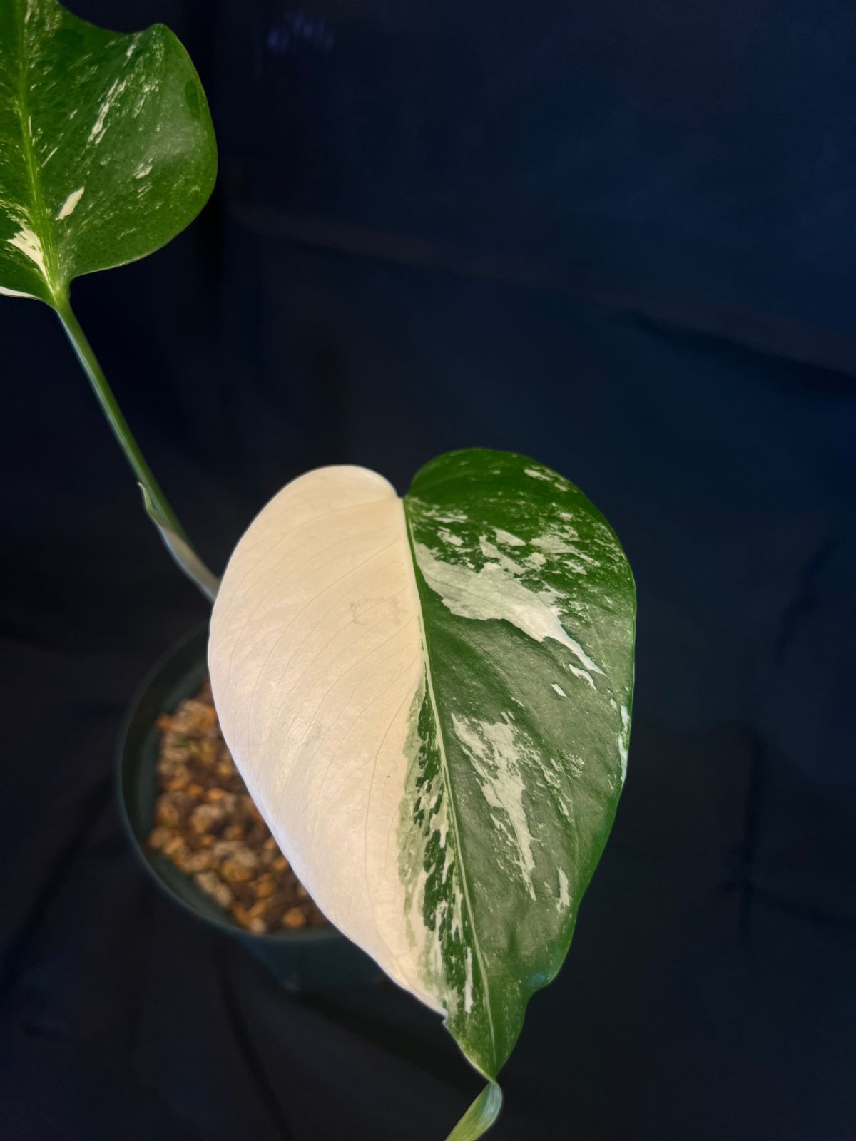 超希少❗️モンステラ　ピナッティパルティタ　ジェイドウィング✨ 超希少❗️モンステラ ピナッティパルティタ ジェイドウィング✨ 希少