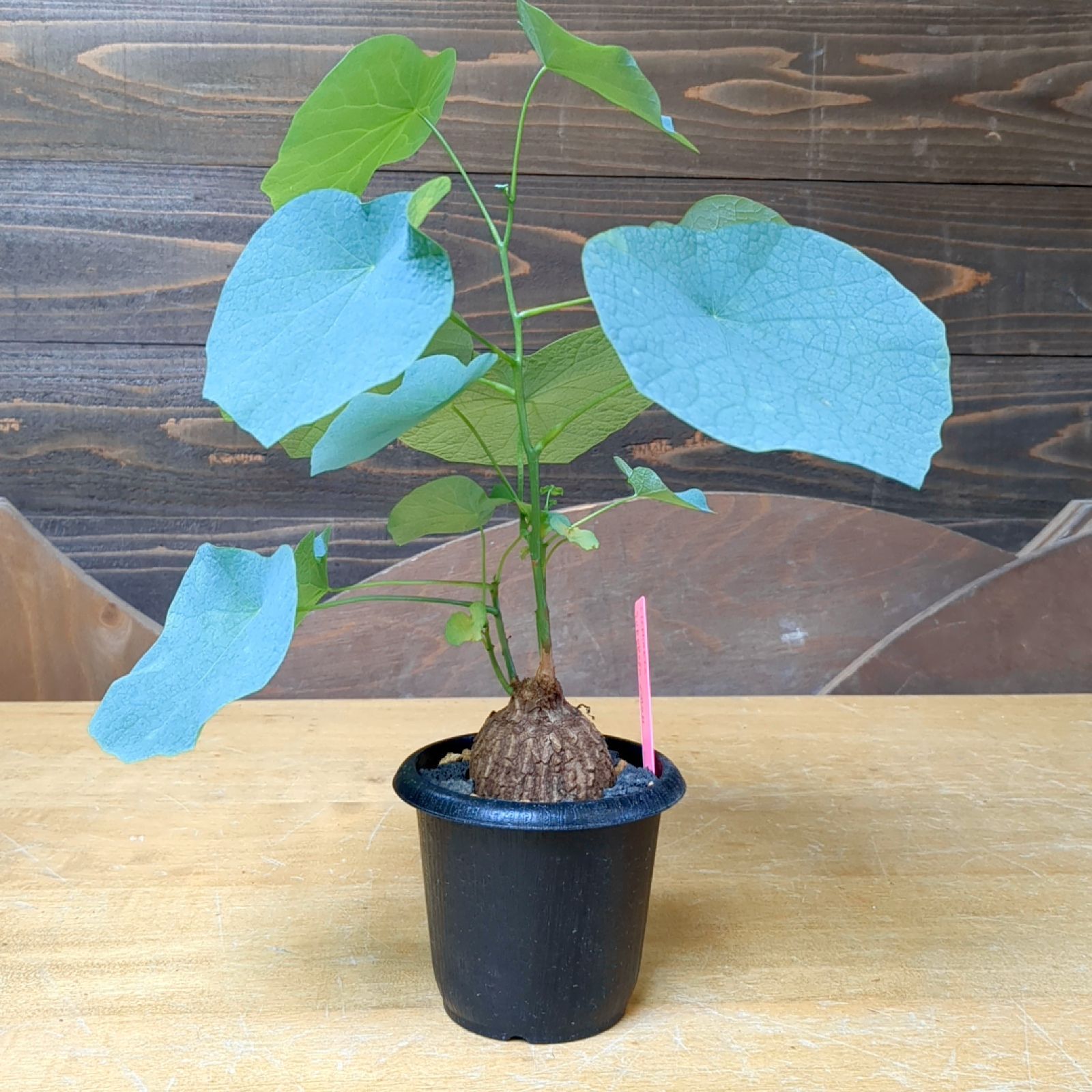 ステファニア スベローサ 【現品】鉢のまま発送 A