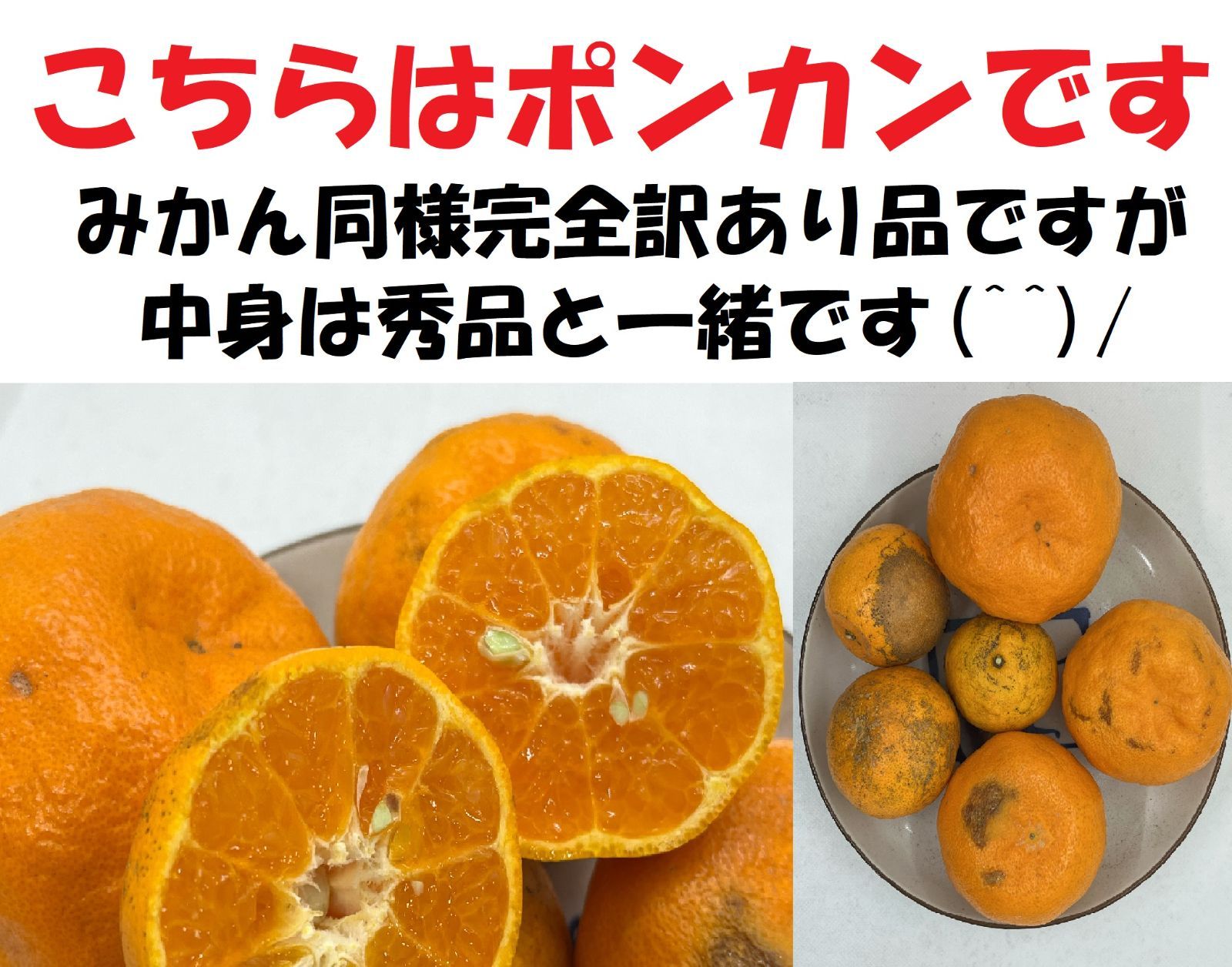 【超お買い得!】旬の柑橘 詰め合わせ 10kg補償有＜沖縄・北海道の方 専用＞-3