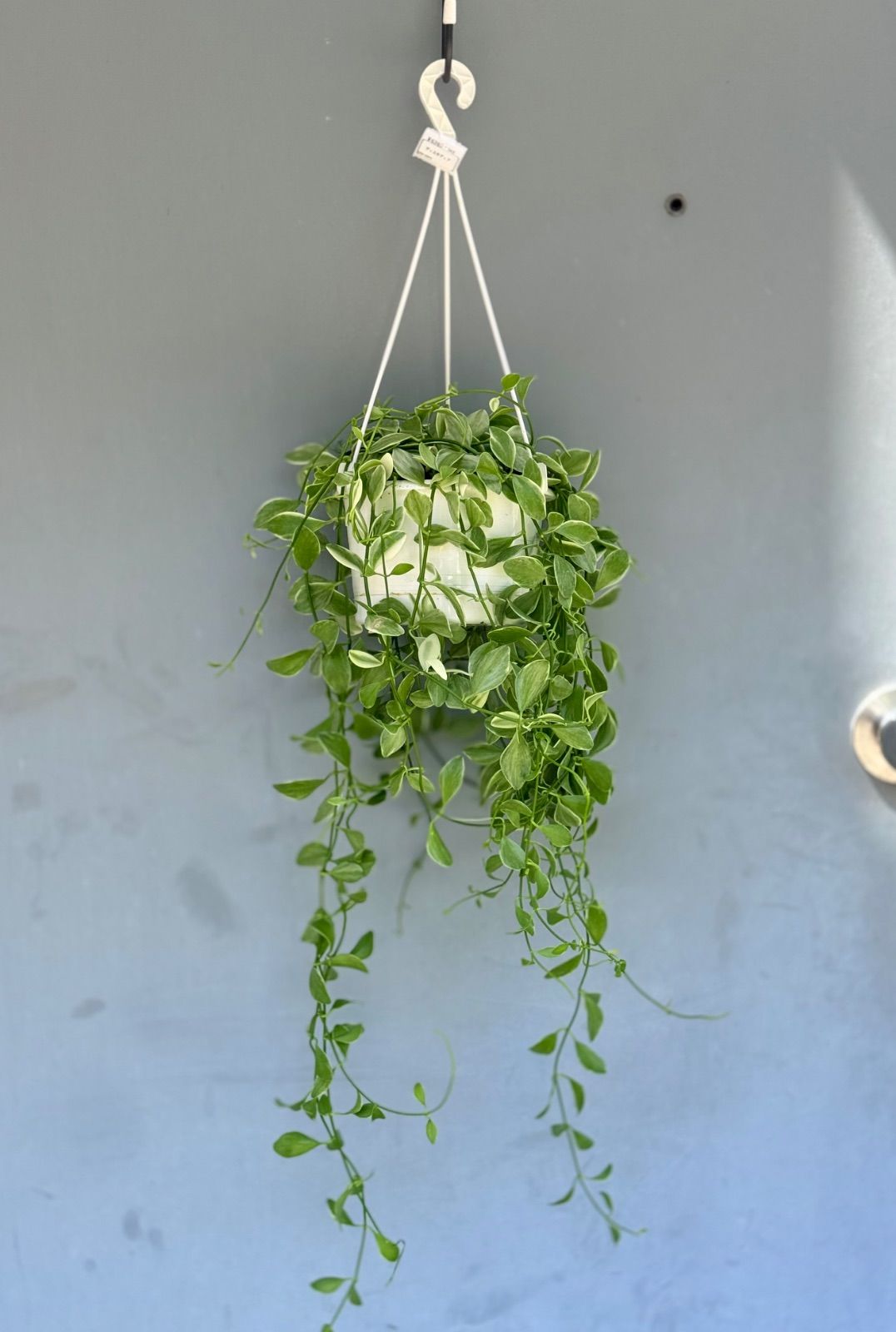 アガベ オテロイ 清櫻類似株 脇芽 検 セオ クラウン 皇冠 アガベ