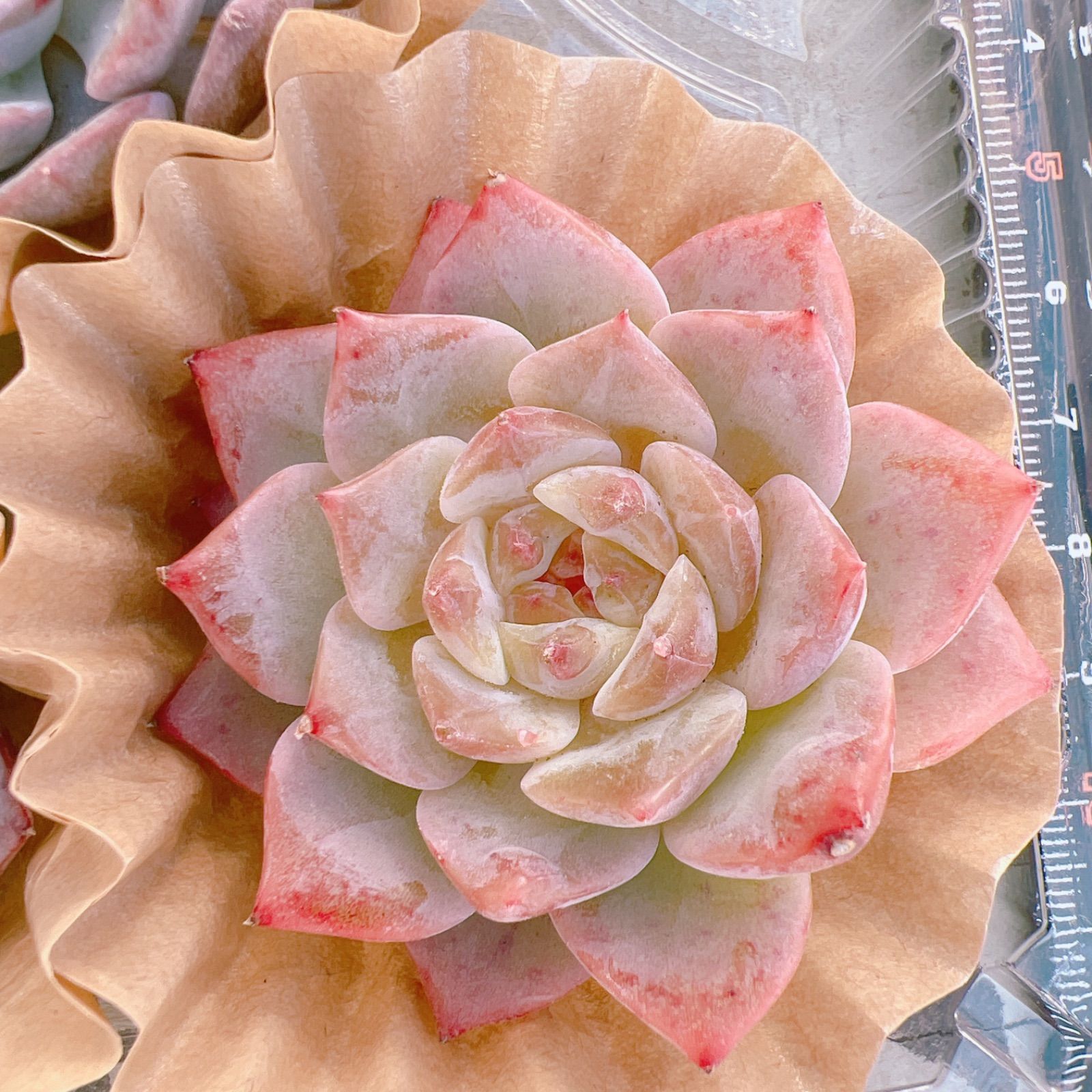 多肉植物 5苗セット No.10306 - メルカリ