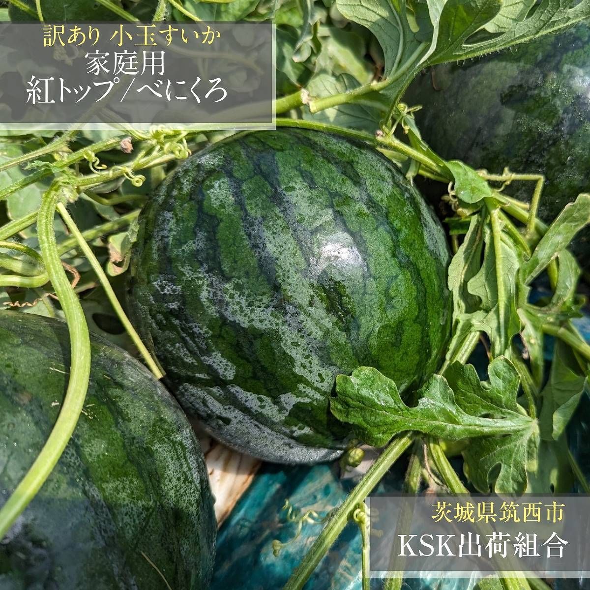 スイカ 小玉スイカ KSK出荷組合 西瓜 L ×5個 8kg 家庭用 自家用 紅トップ|べにくろのどちらか 茨城県筑西市 すいか 小玉 5|6～5|中旬より出荷