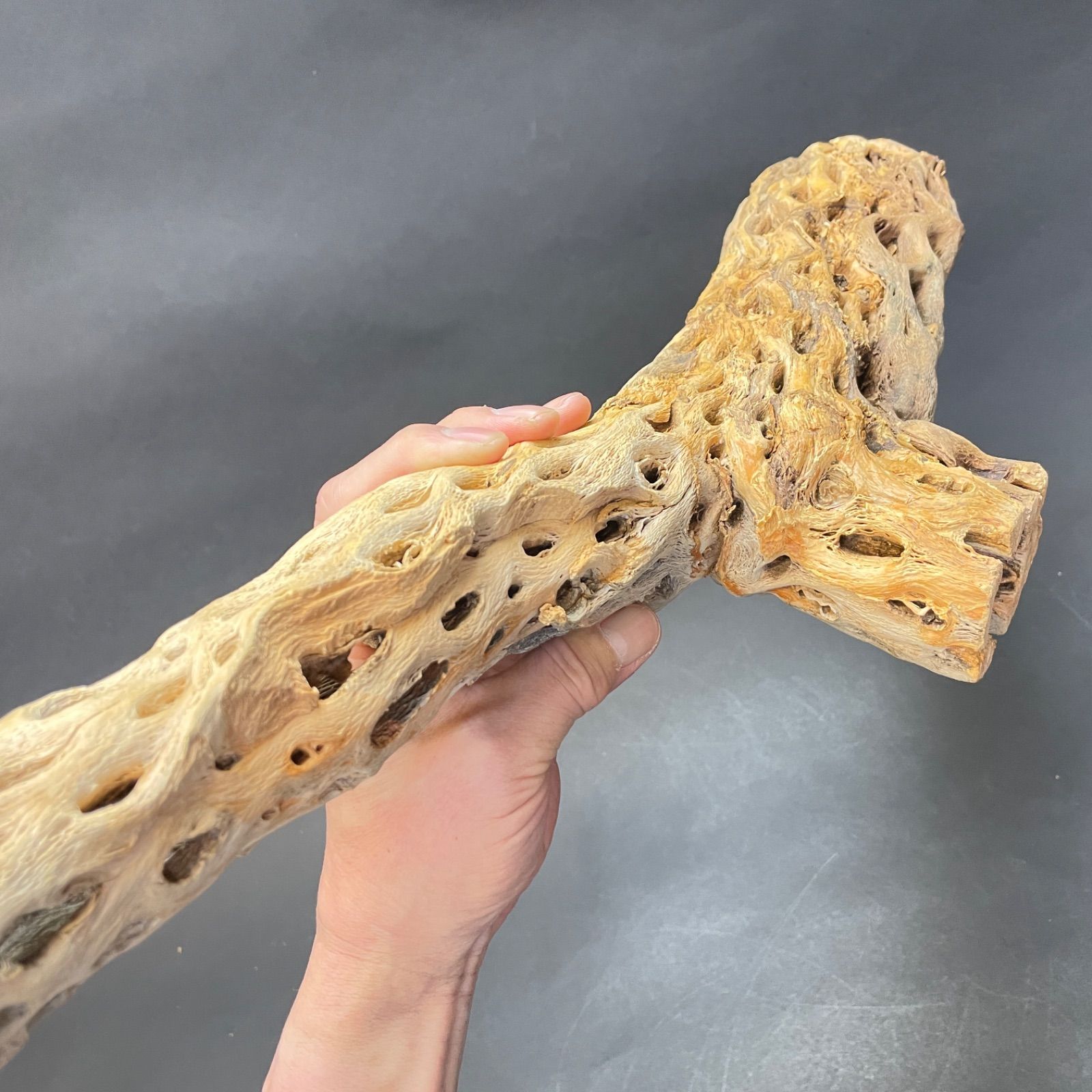 極太＊長さ70cm×最大幅15cm×最大φ9cm＊カクタススケルトン1本