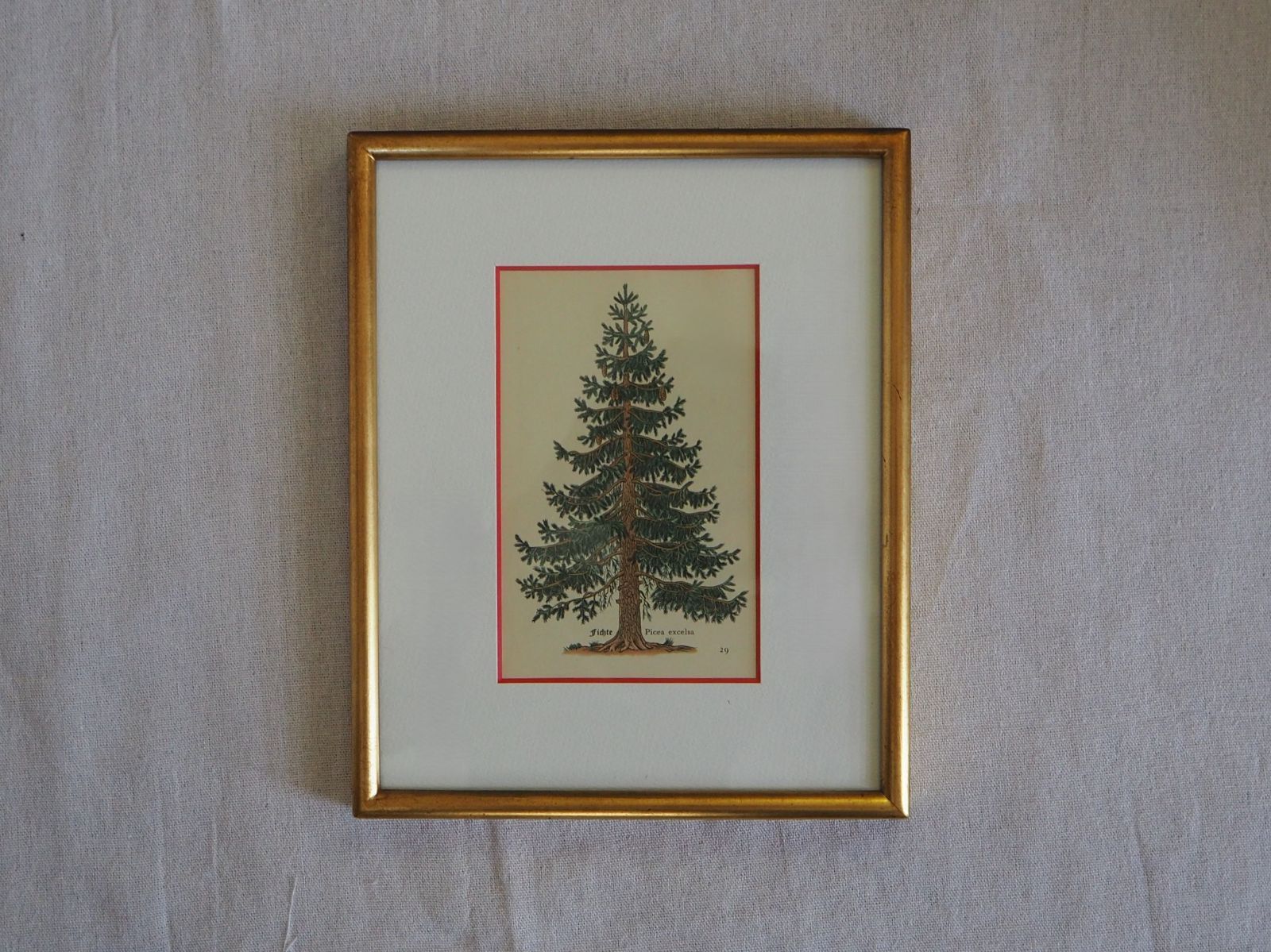 植物図鑑 挿絵
