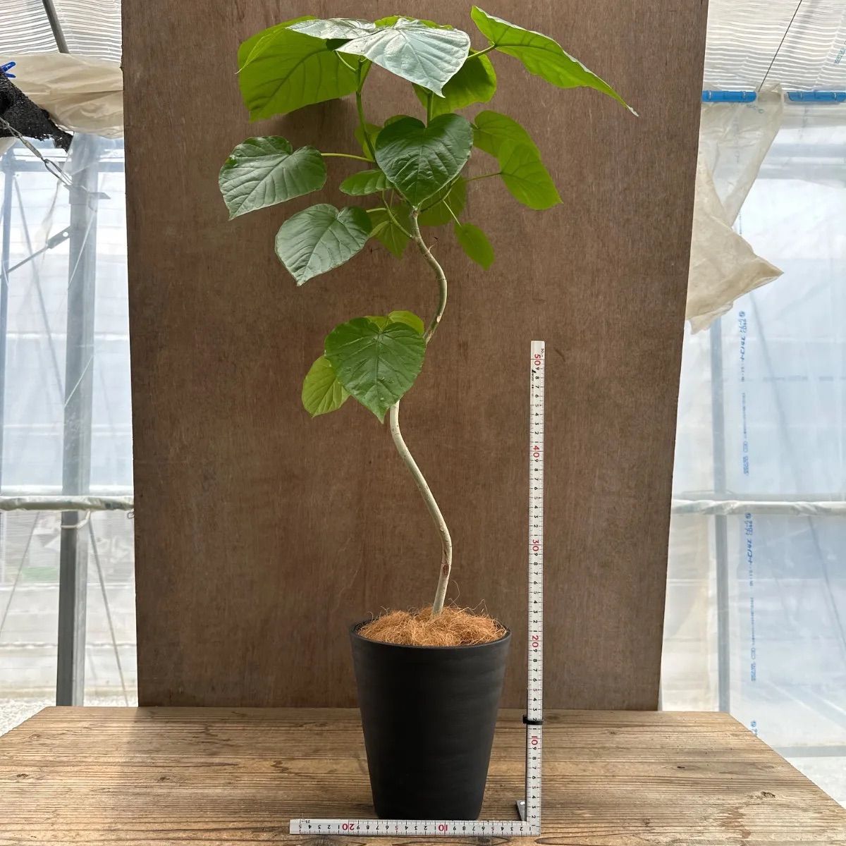 ［現品］18番　フィカス　ウンベラータ　曲がり　7号　観葉植物　室内　ゴムの木 現品］18番 フィカス ウンベラータ 曲がり 7号 観葉植物 室内 ゴムの木