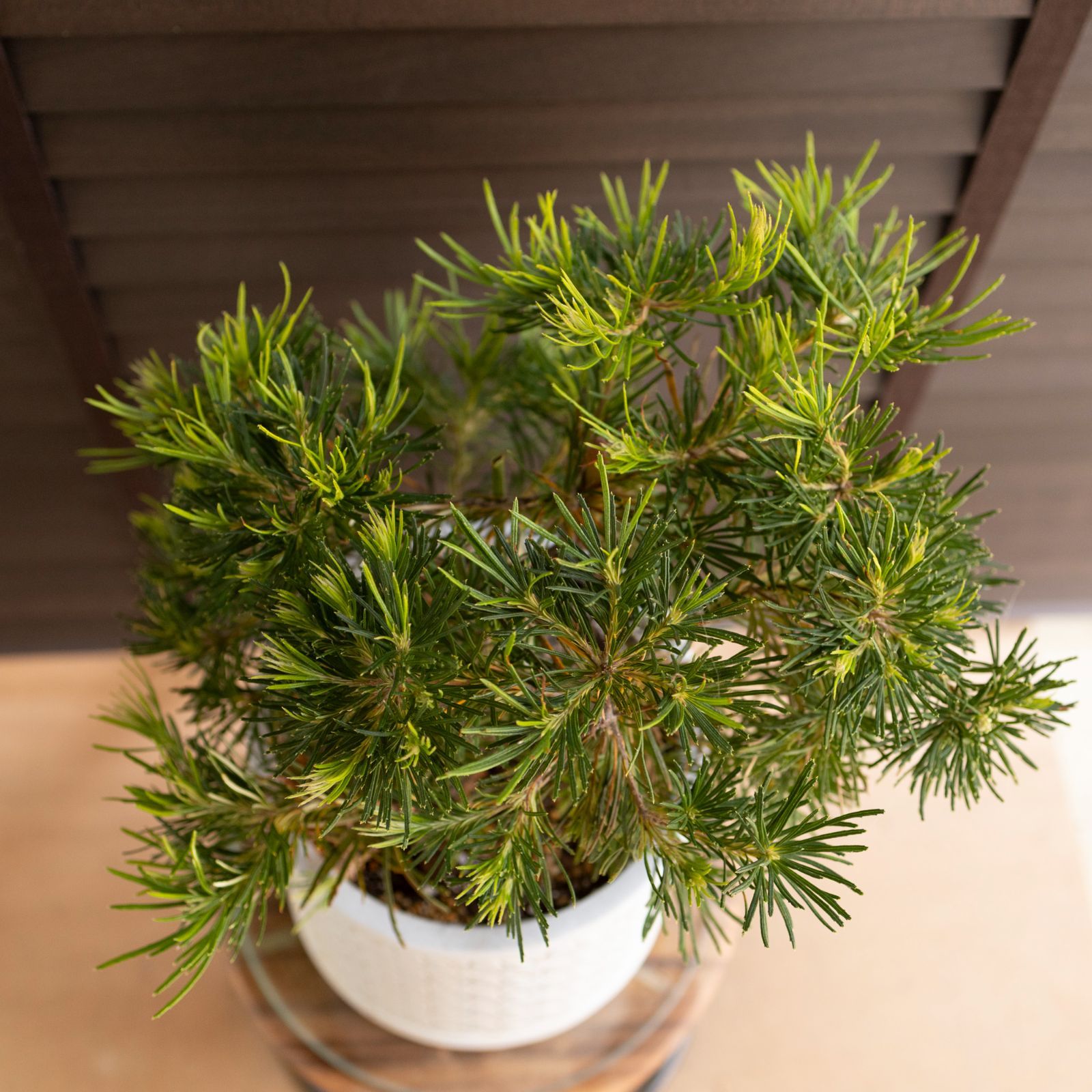 バンクシア バンクシア バースデーキャンドル Banksia birthday